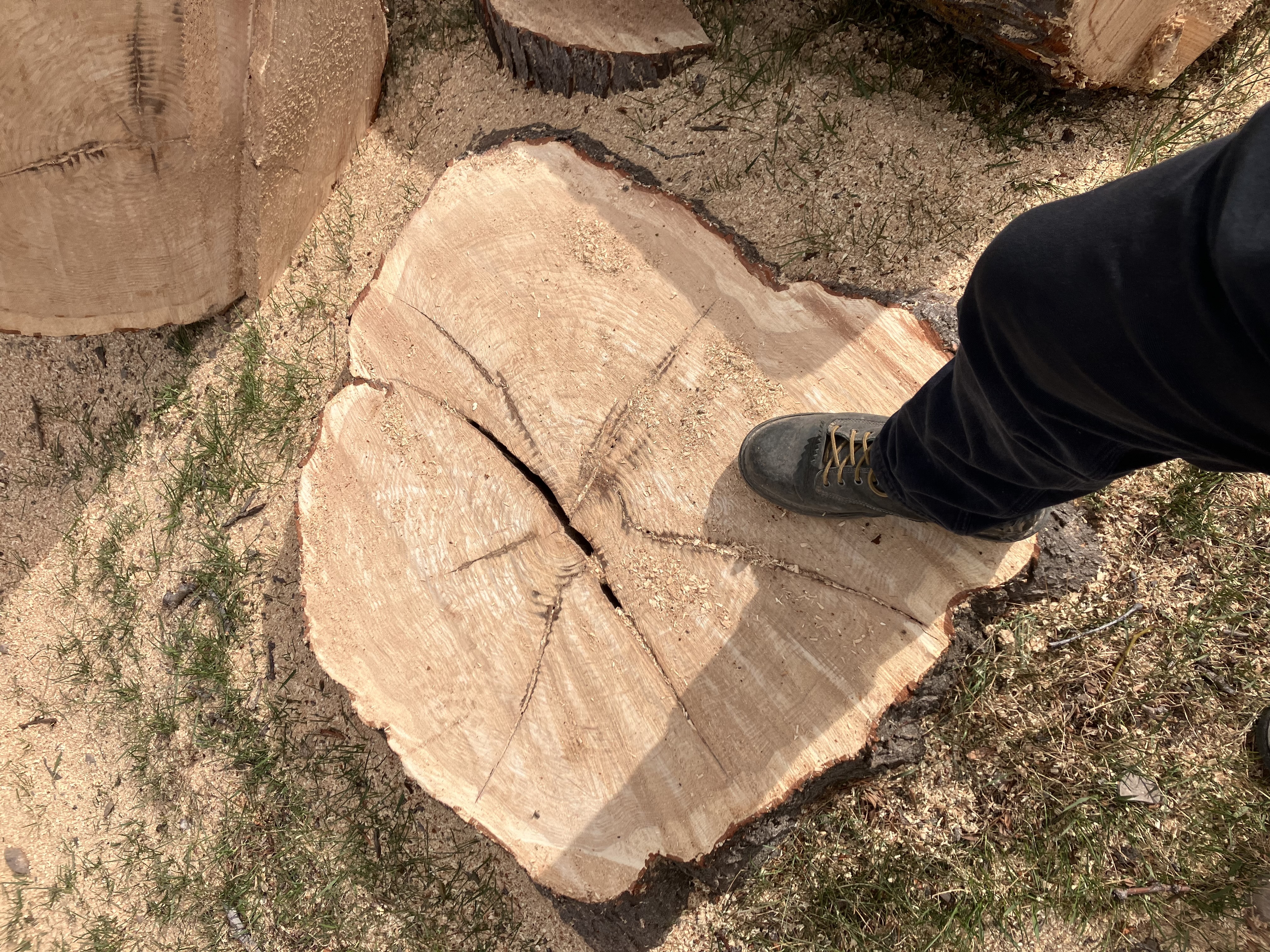 Stump grinding service in American Fork, UT for property preparation
