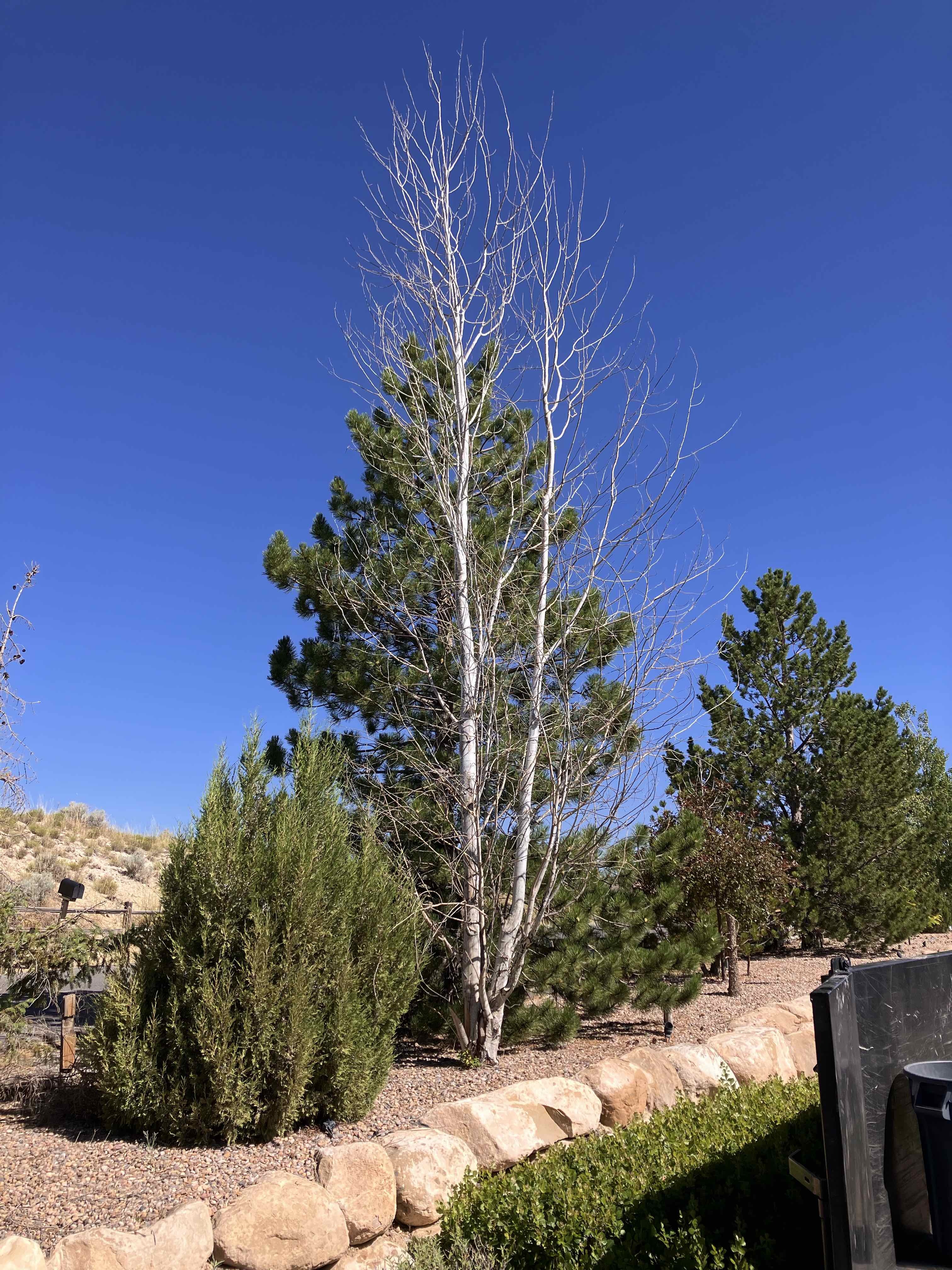 Tree trimming services in Eagle Mountain by Go and Grow Tree Co.