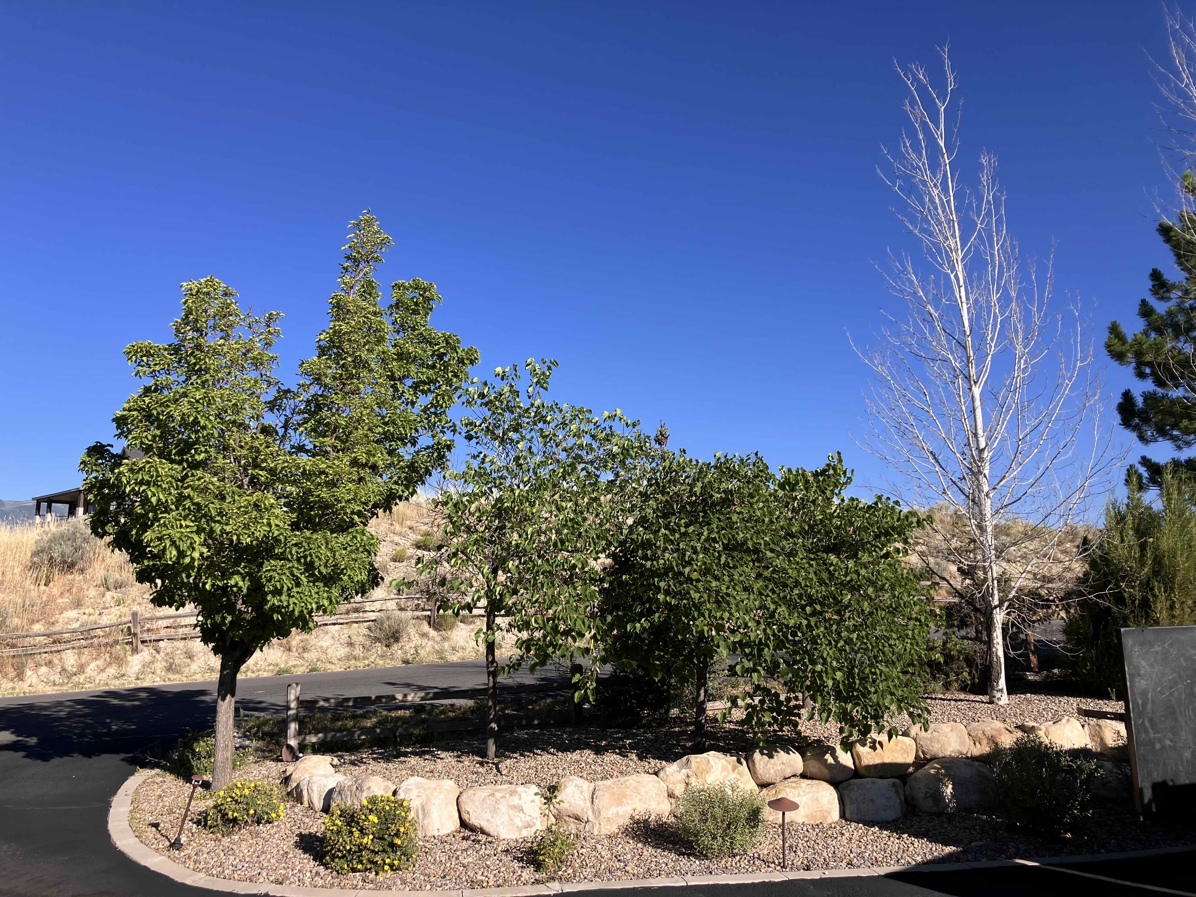 Eagle Mountain, UT Eagle Mountain tree removal and tree trimming services