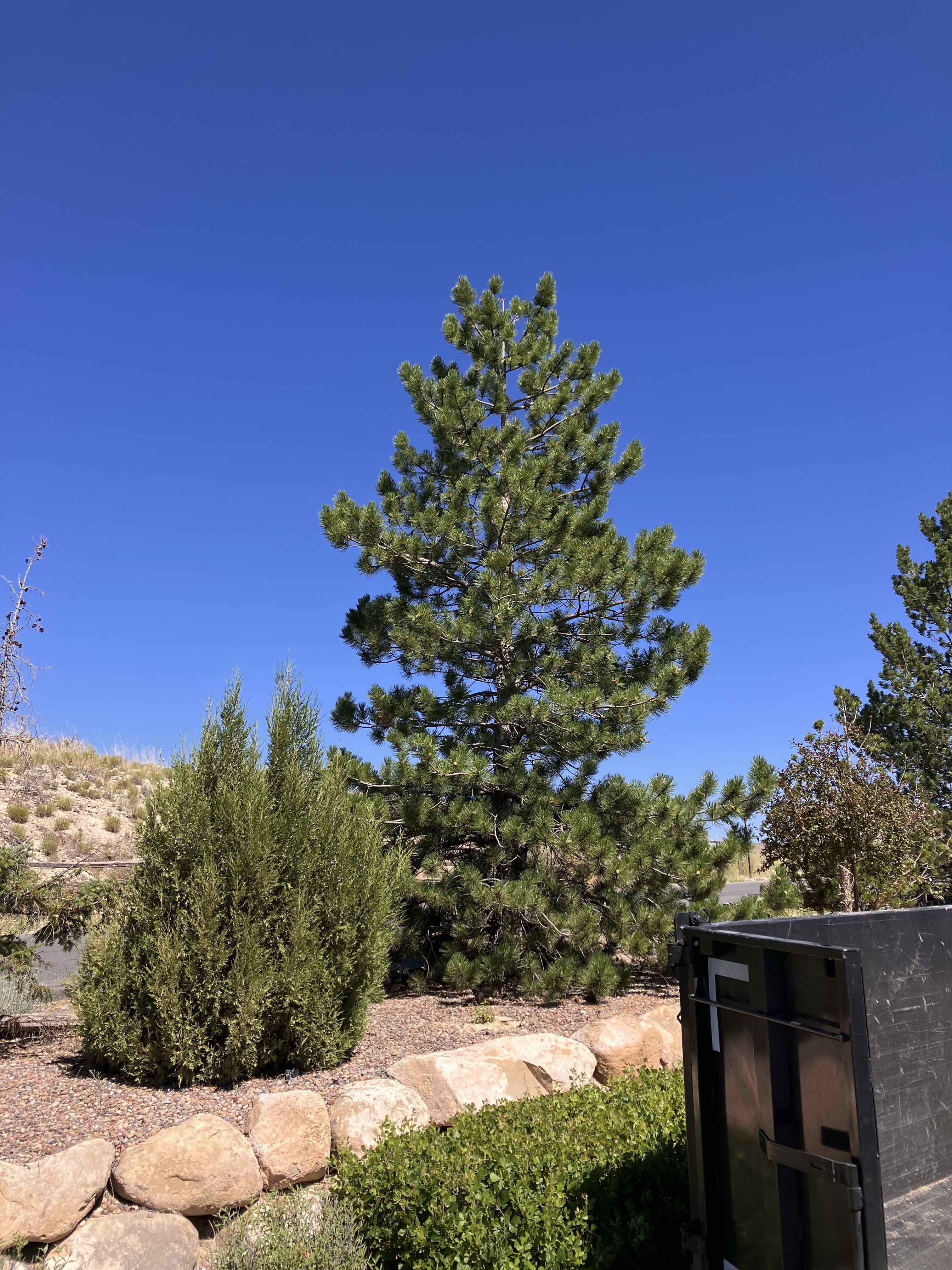 Expert tree services in Eagle Mountain by Go and Grow Tree Co.