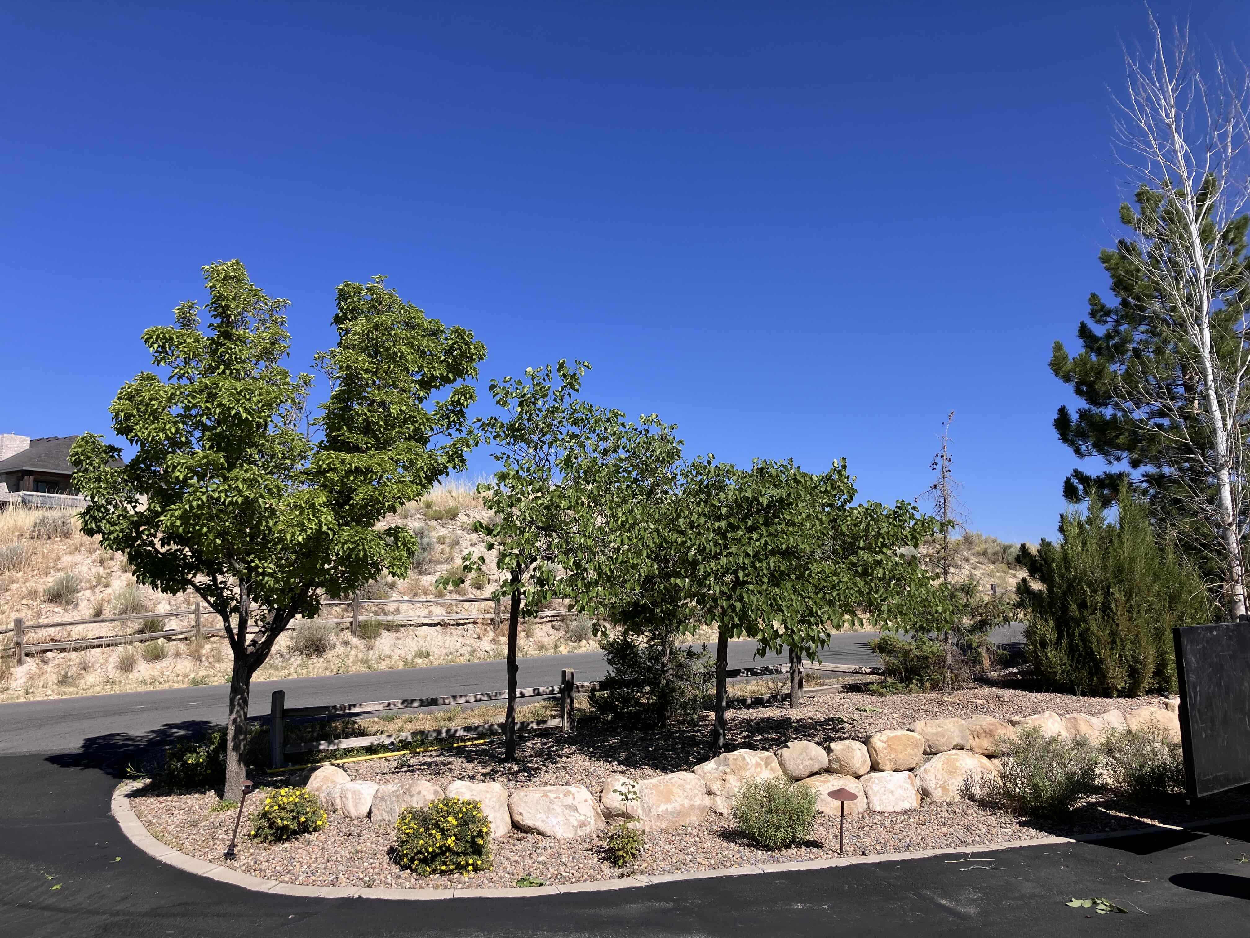 Safe tree removal in Eagle Mountain, UT by Go and Grow Tree Co.