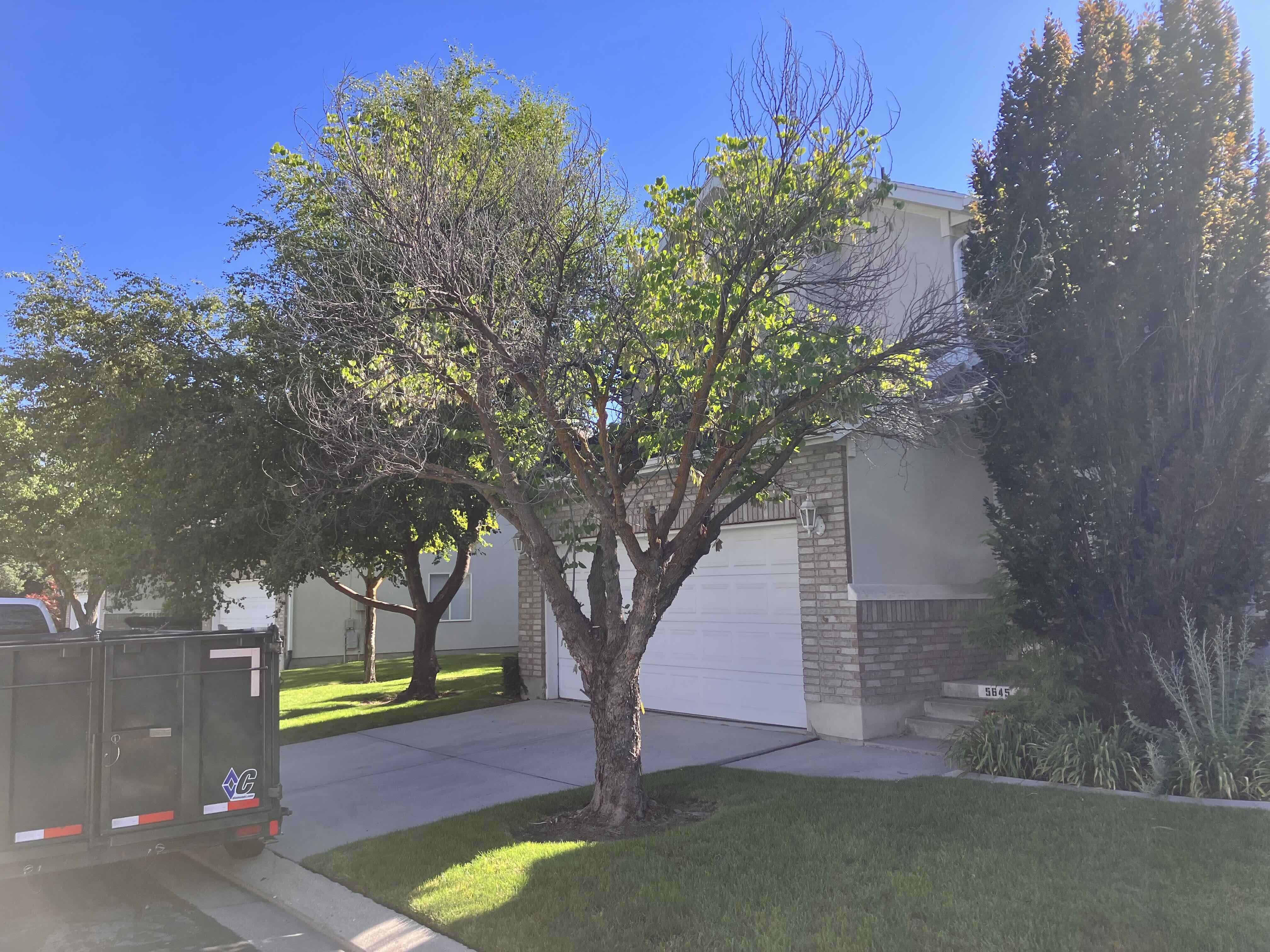 Expert tree trimming services in Holladay, UT by Go and Grow Tree Co.