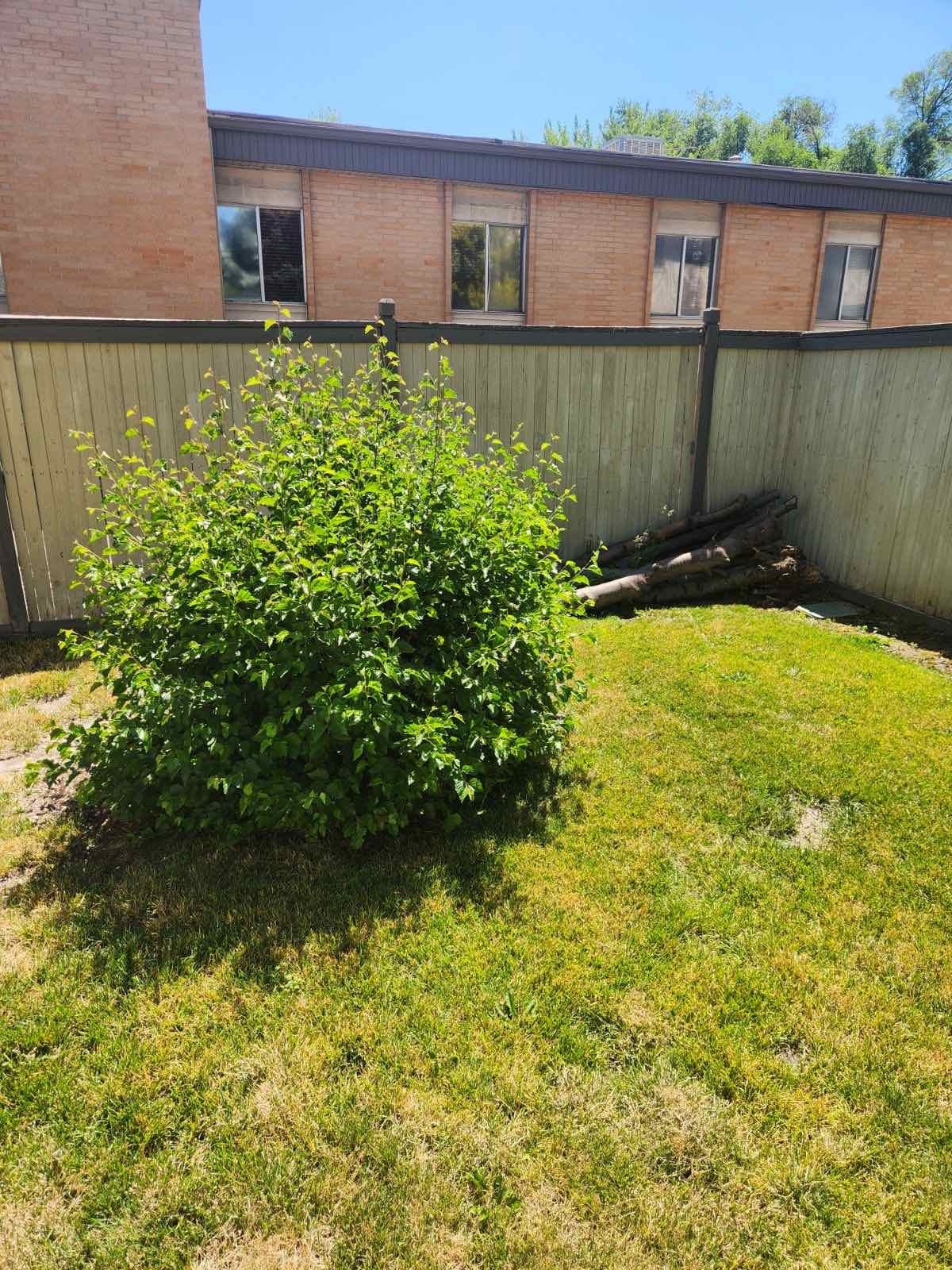 Holladay, UT HOA tree services, Utah county tree removal, and tree trimming services