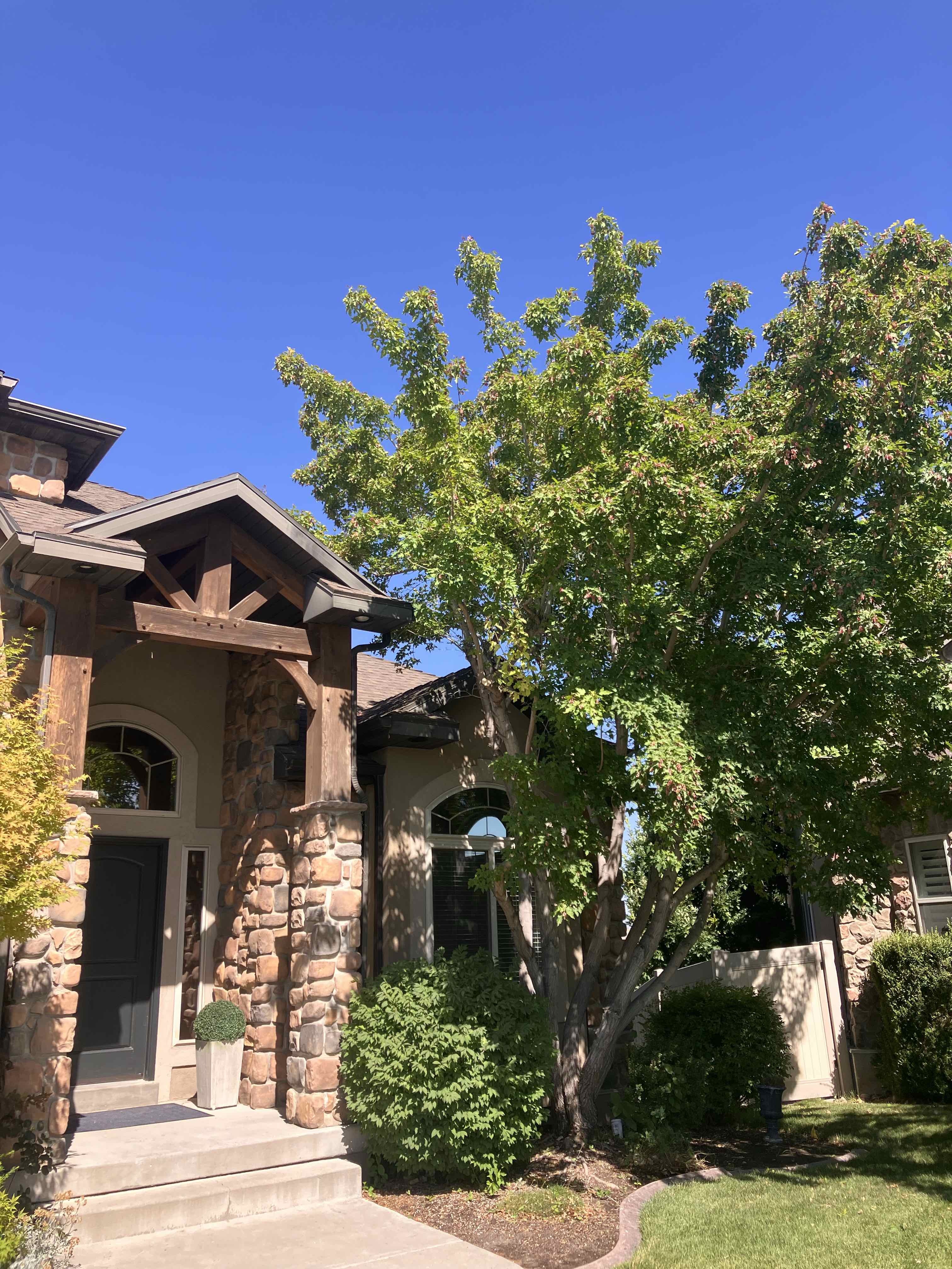 Lehi Utah County Tree Removal, Tree Trimming Services, Safe Tree Removal, Affordable Tree Removal, Stump Grinding, Stump Removal