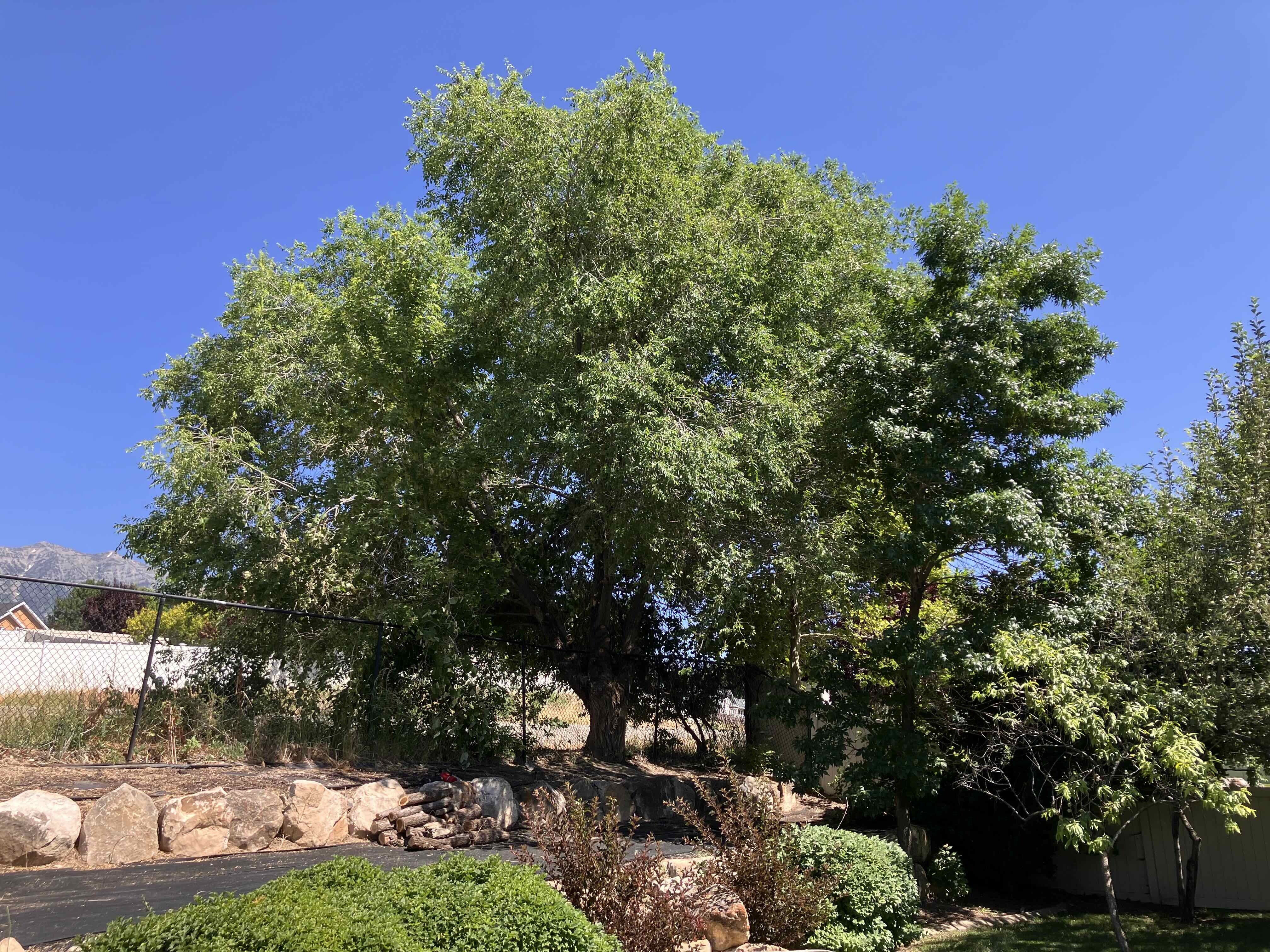 Lindon, UT Beautifully Trimmed Trees in Backyard