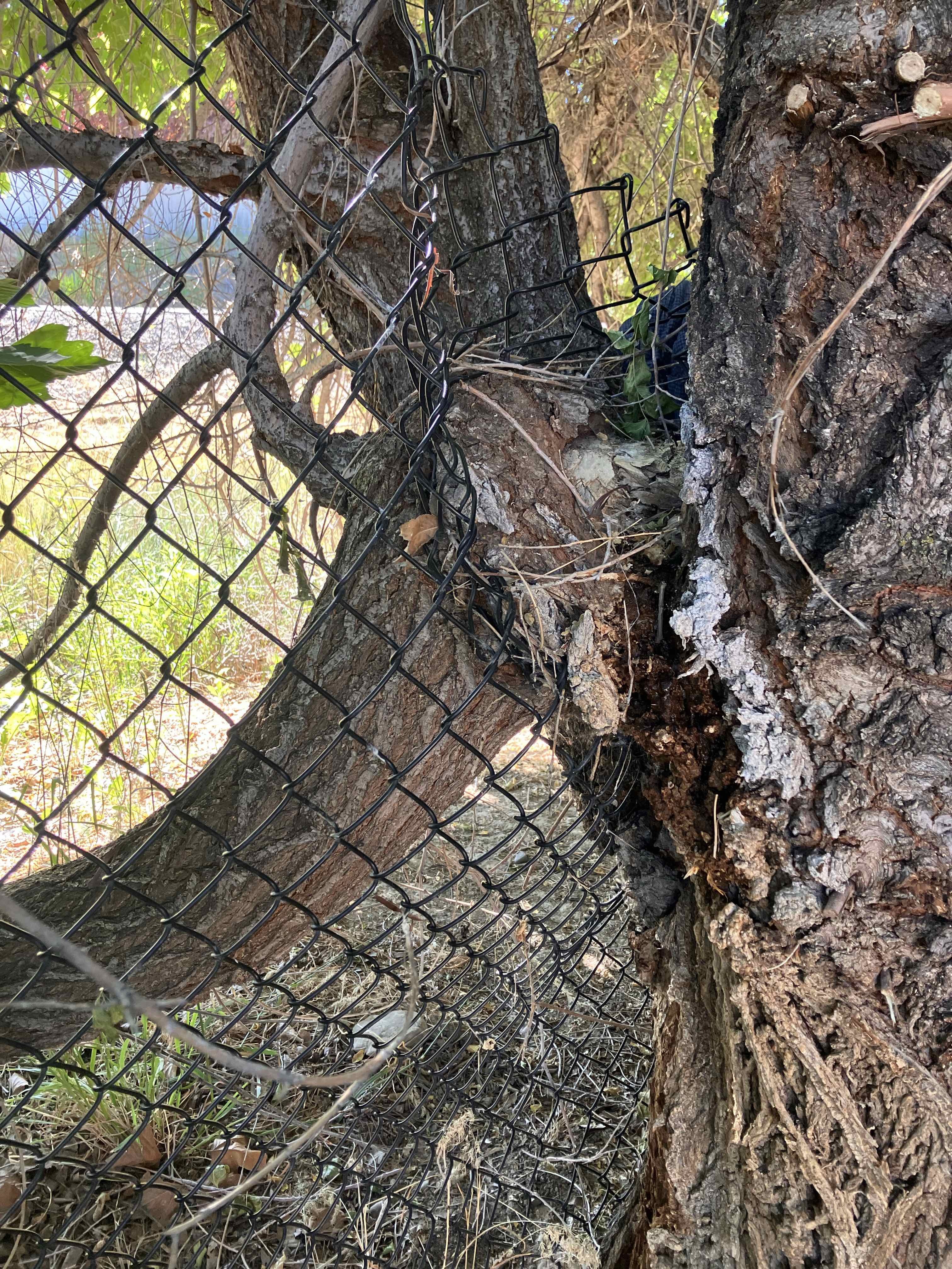 Lindon, UT Tree Trimming in Action