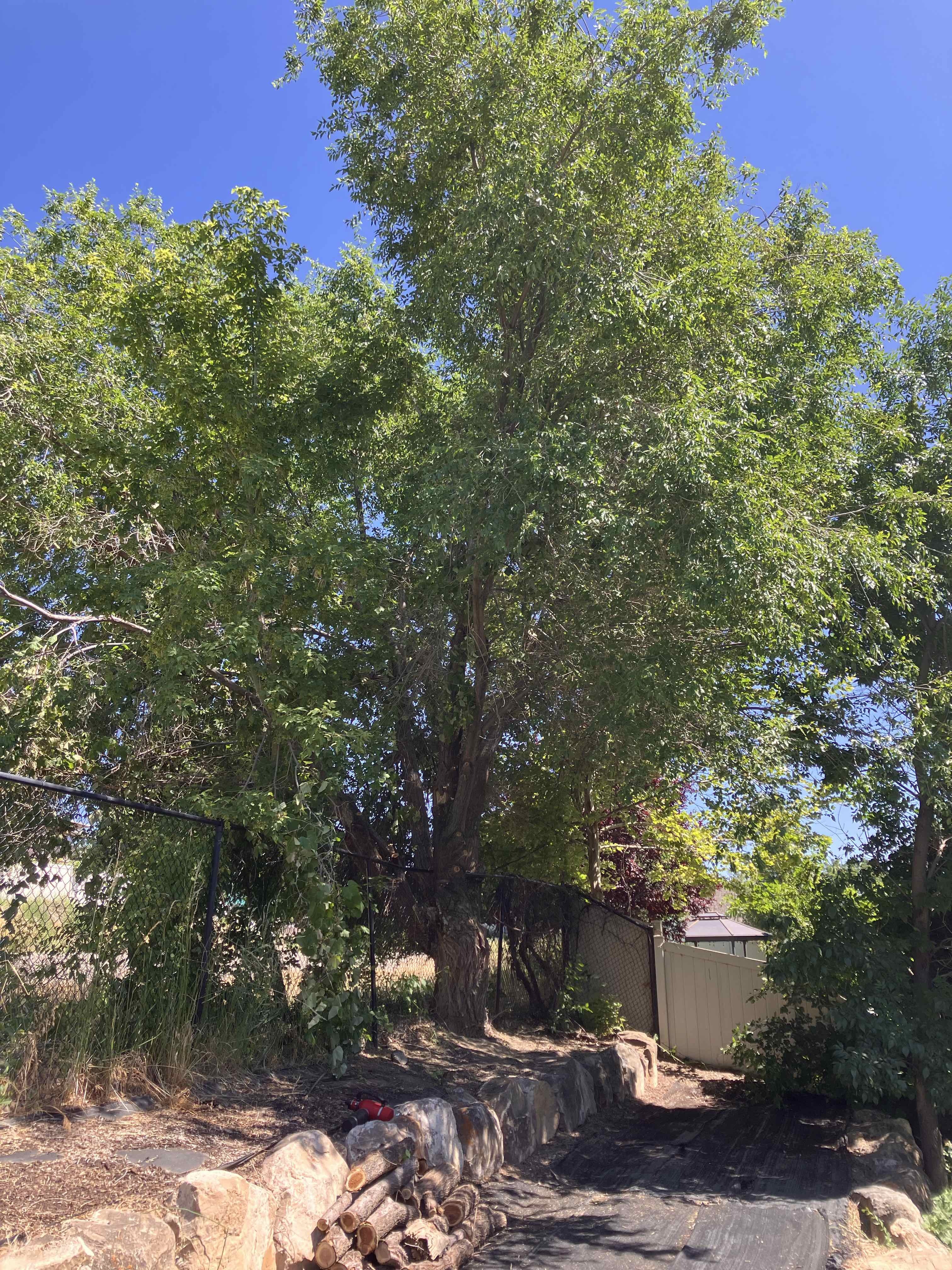 Aftercare of Tree Removal in Lindon, UT