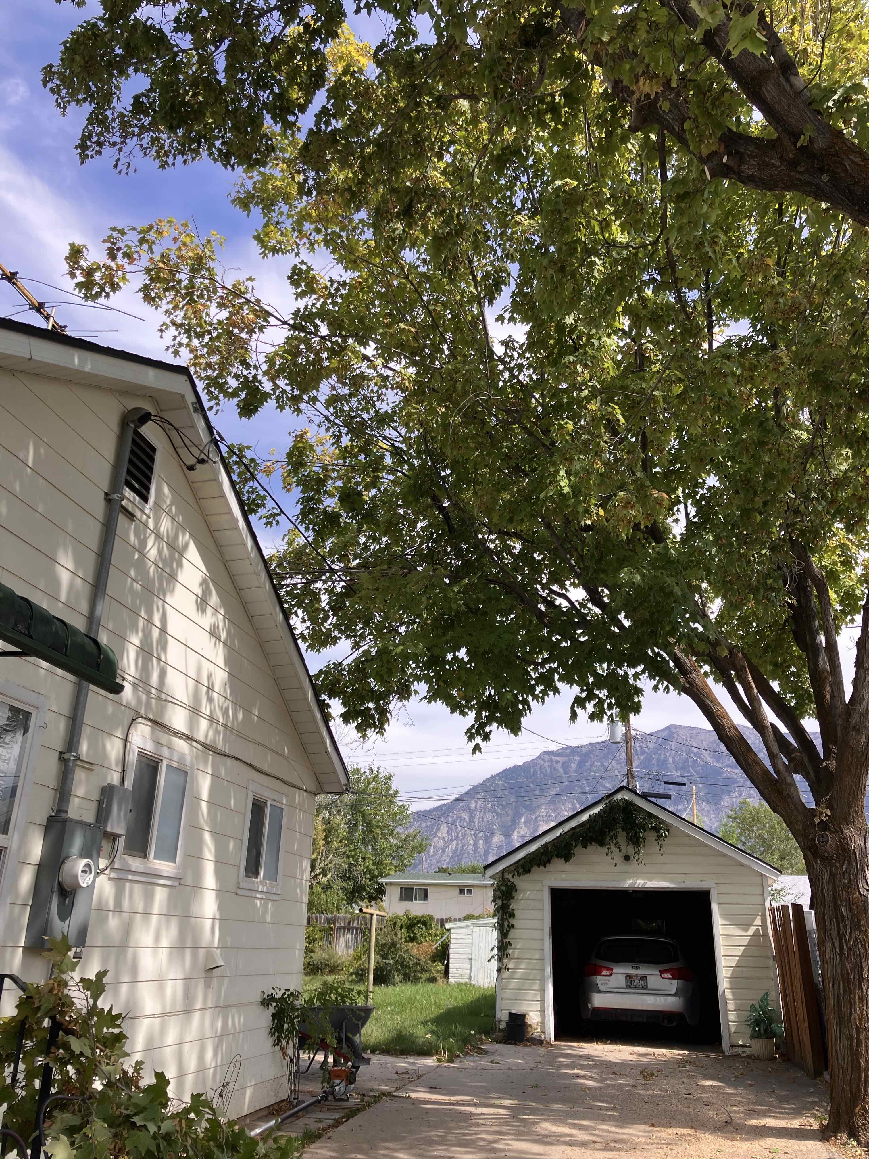 Orem Utah County tree removal tree trimming services safe tree removal affordable tree removal stump grinding stump removal