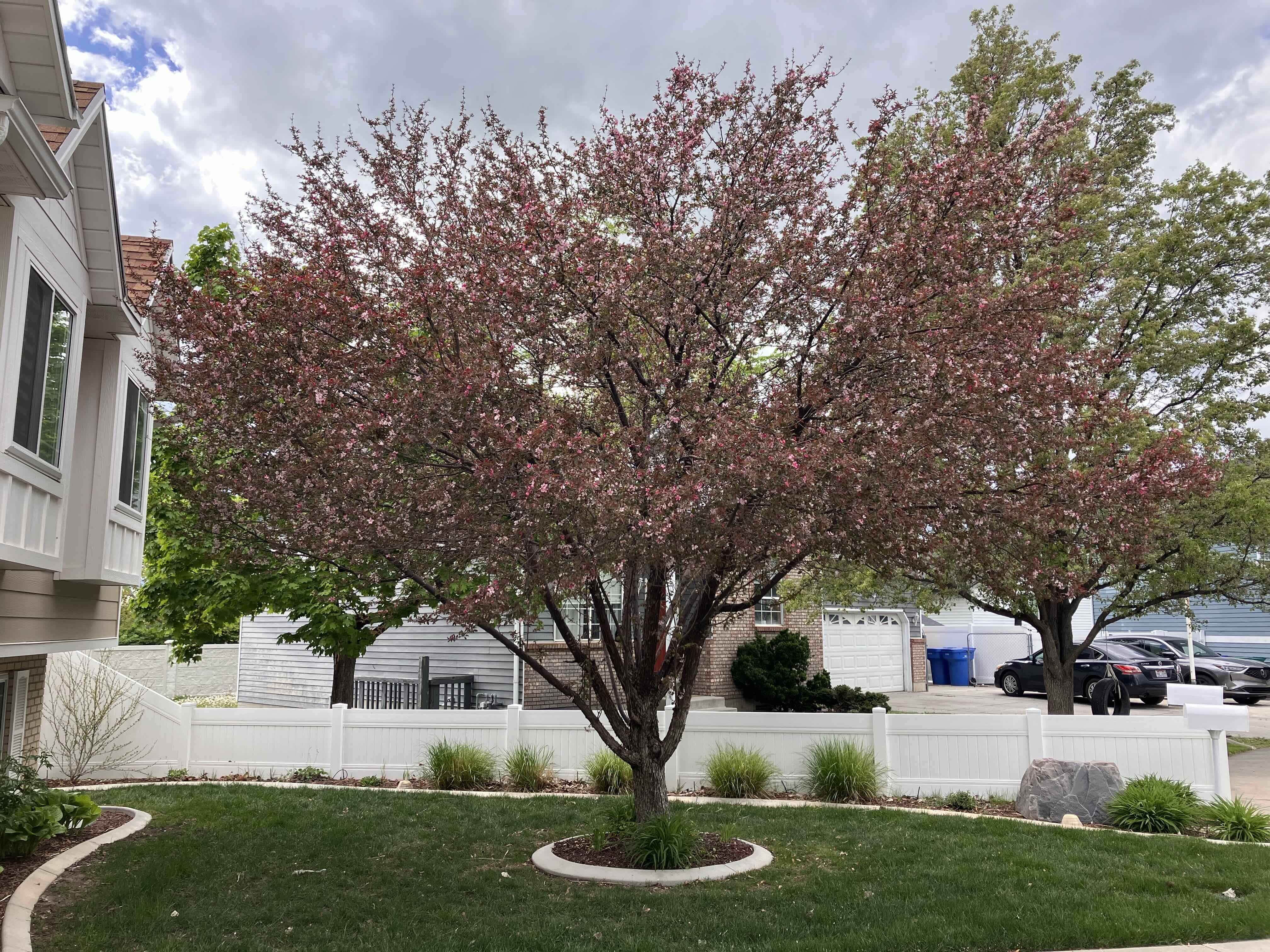 Expert Stump Grinding and Tree Care in Orem