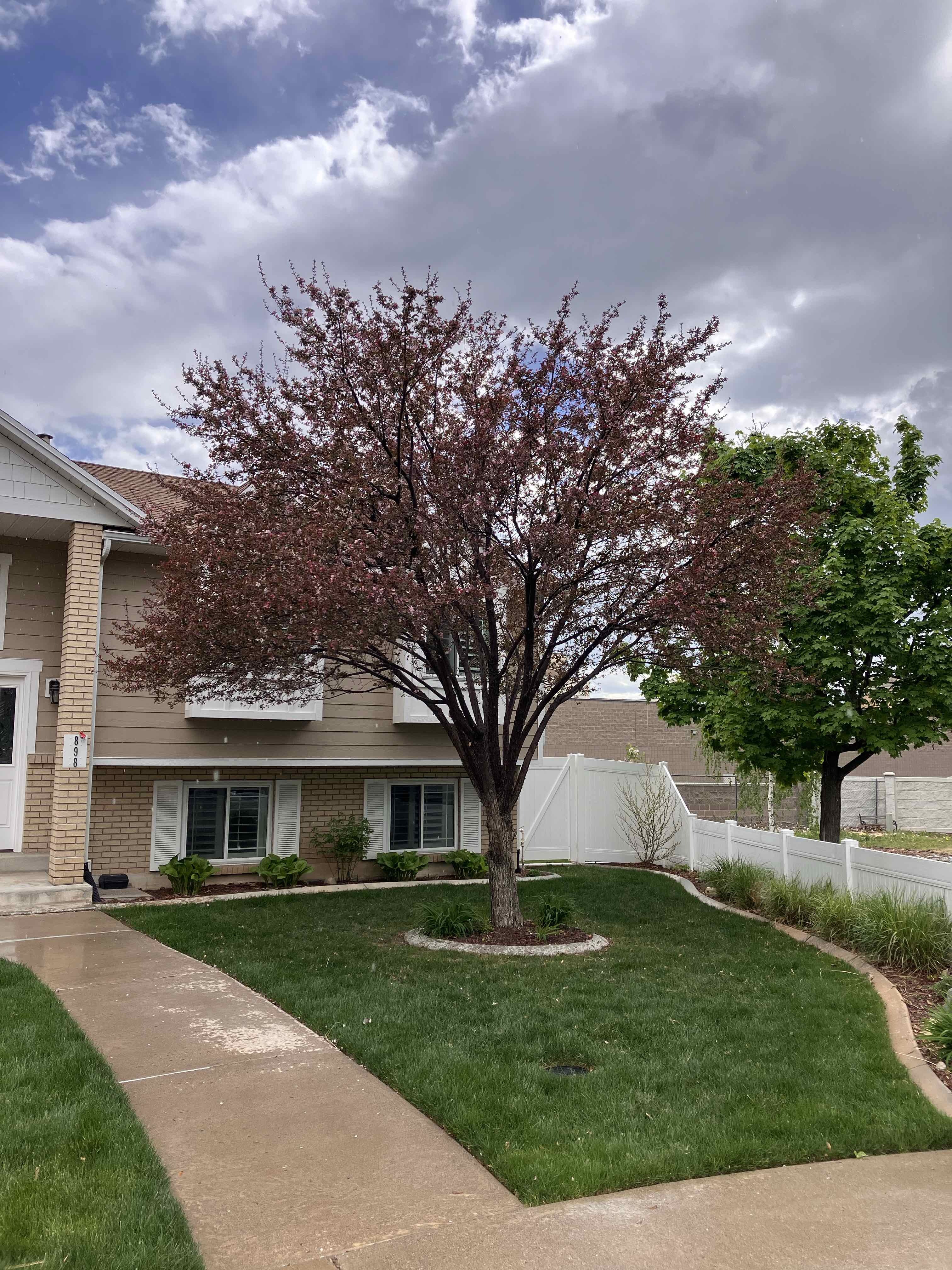 Orem, UT Tree Service - Pruning and Deadwood Removal