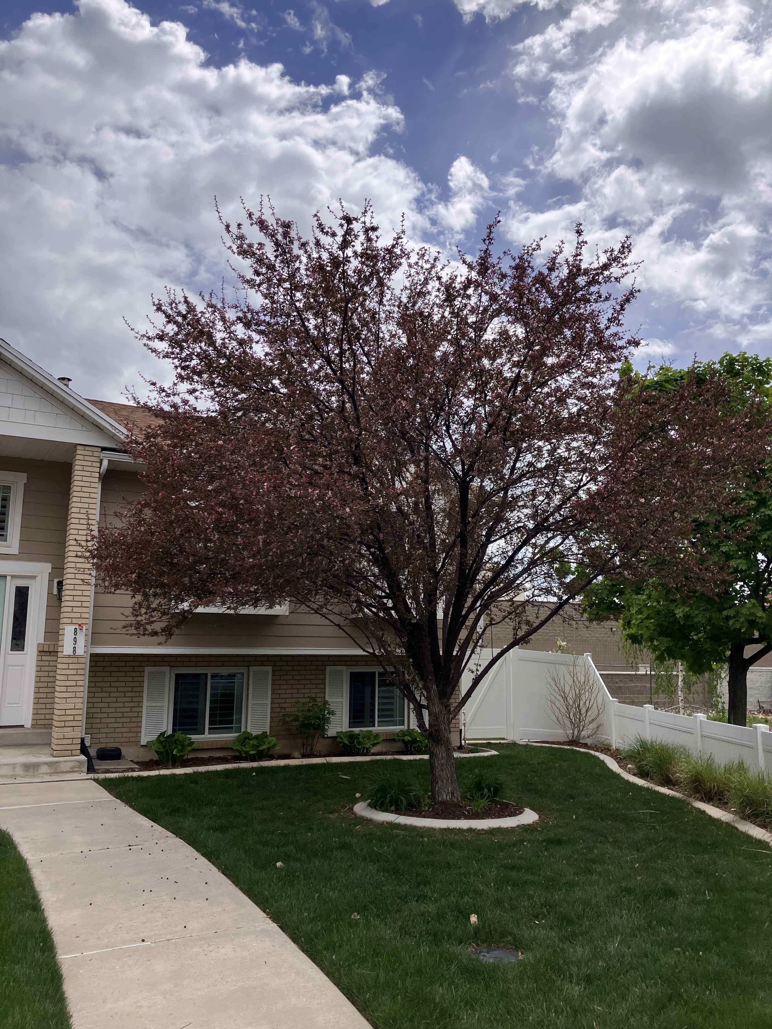 Safe and Affordable Tree Removal in Orem, UT