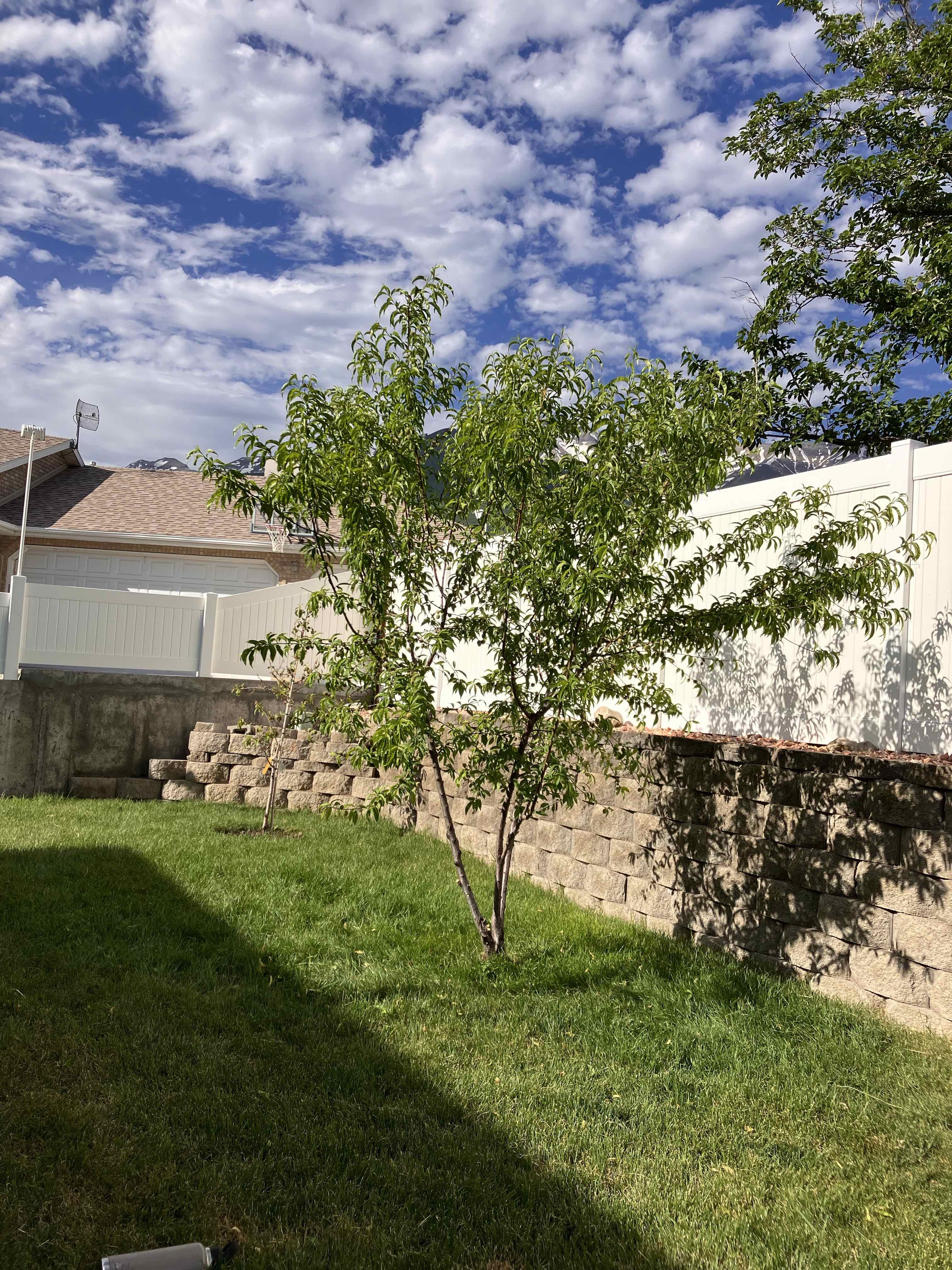 Stump Grinding Services in Orem, Utah by Go and Grow Tree Co.