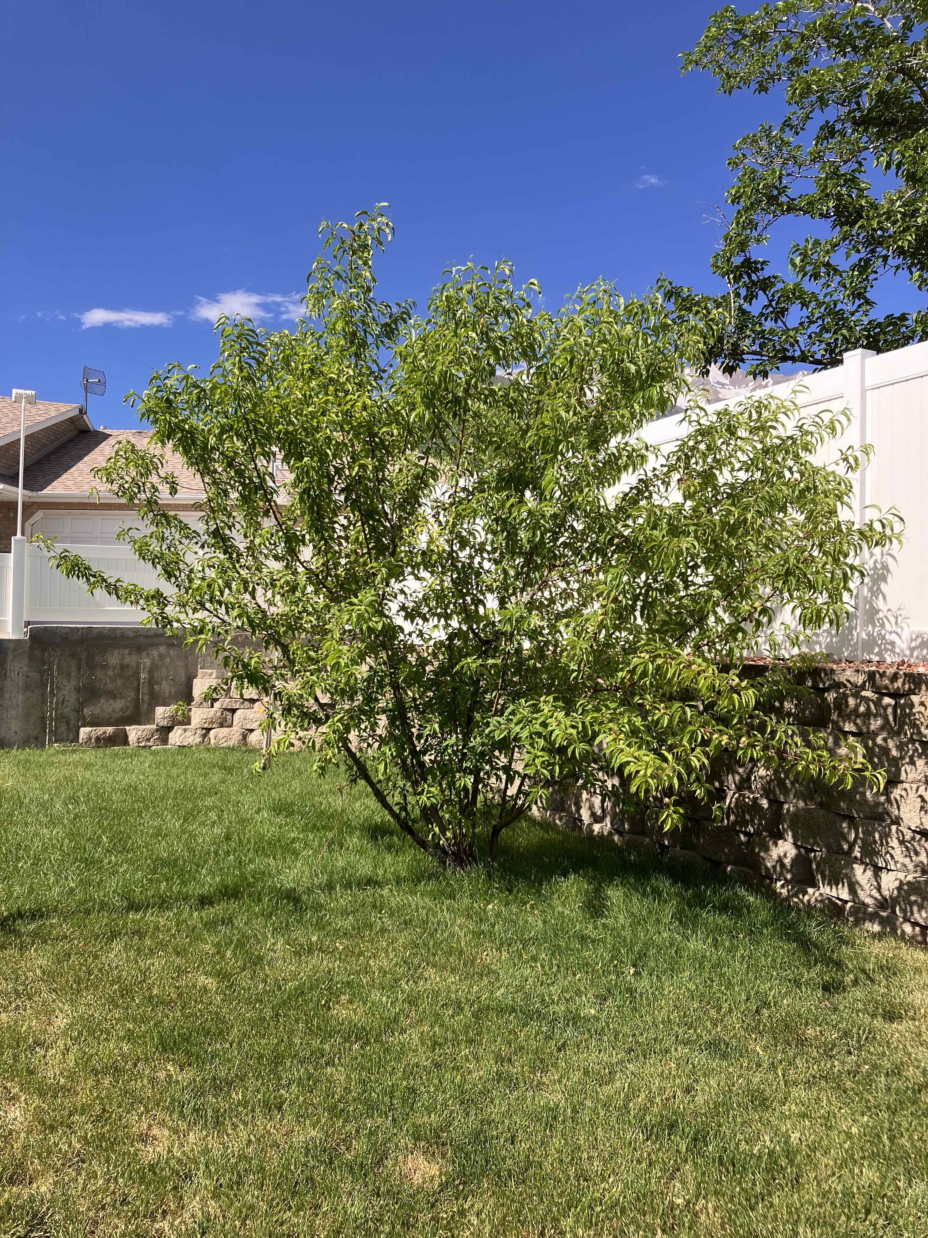 Safe Tree Removal in Orem, Utah by Go and Grow Tree Co.