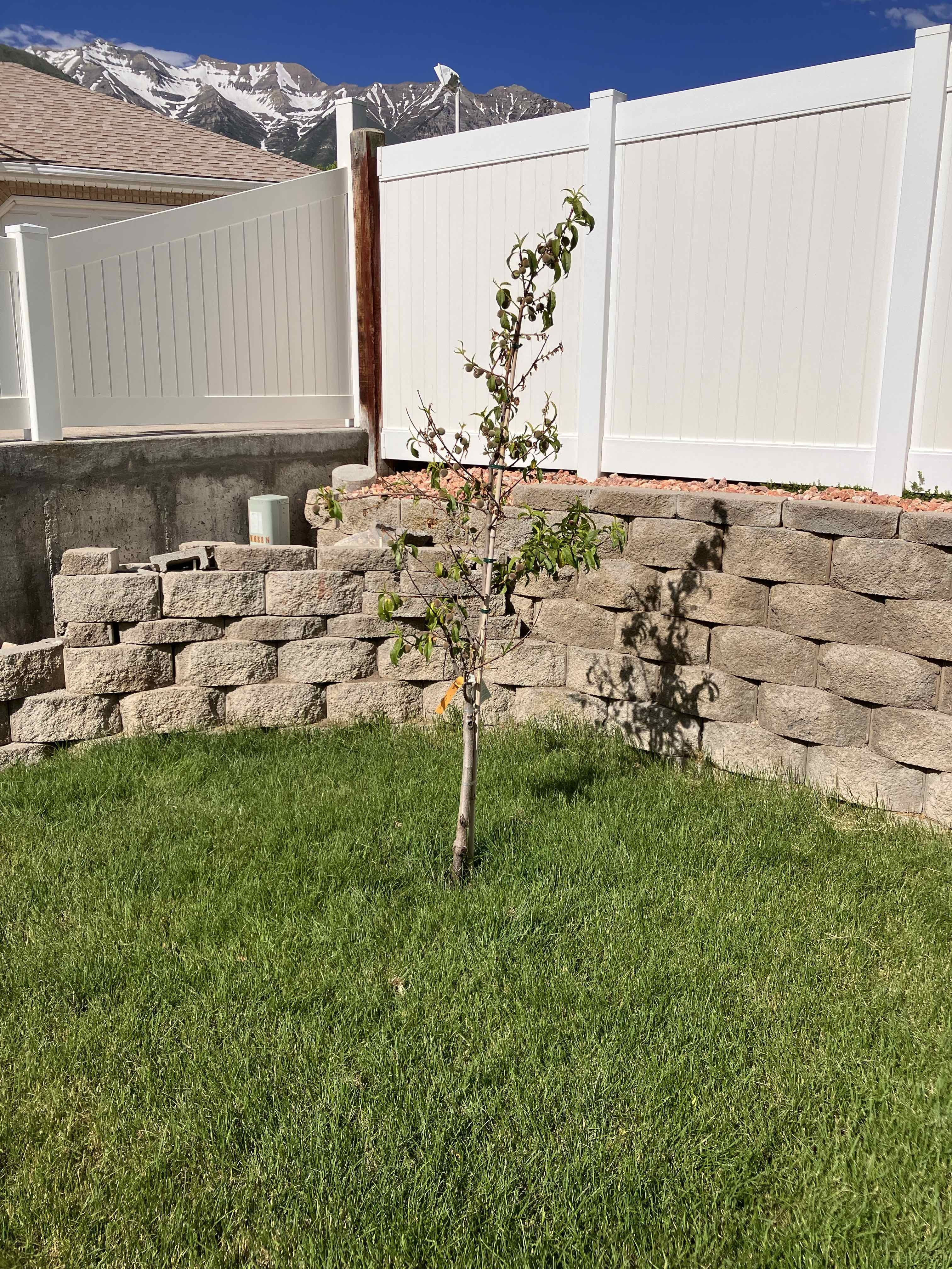 Enhanced Landscape in Orem, Utah after Tree Services