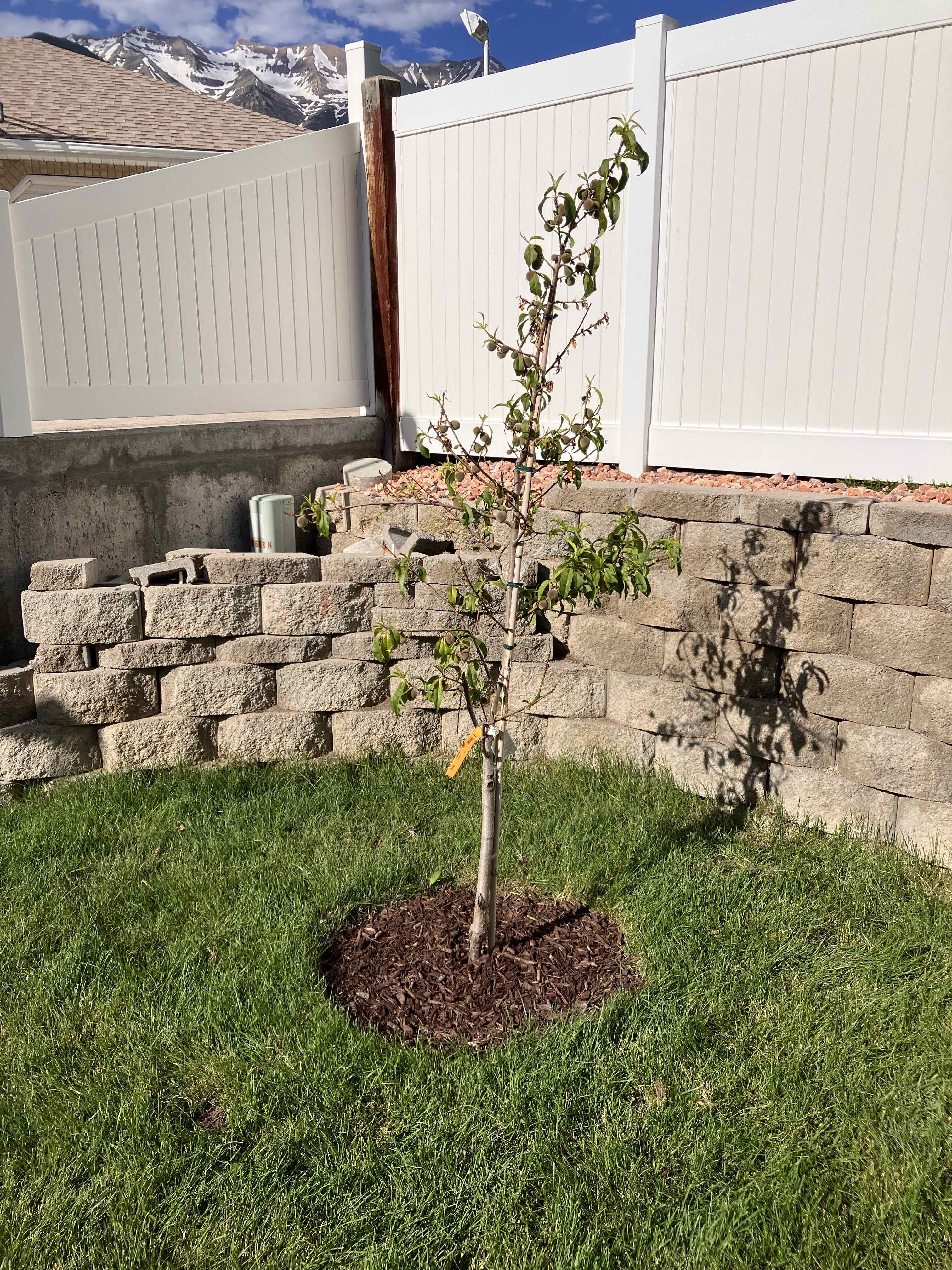 Professional Tree Trimming in Orem, Utah