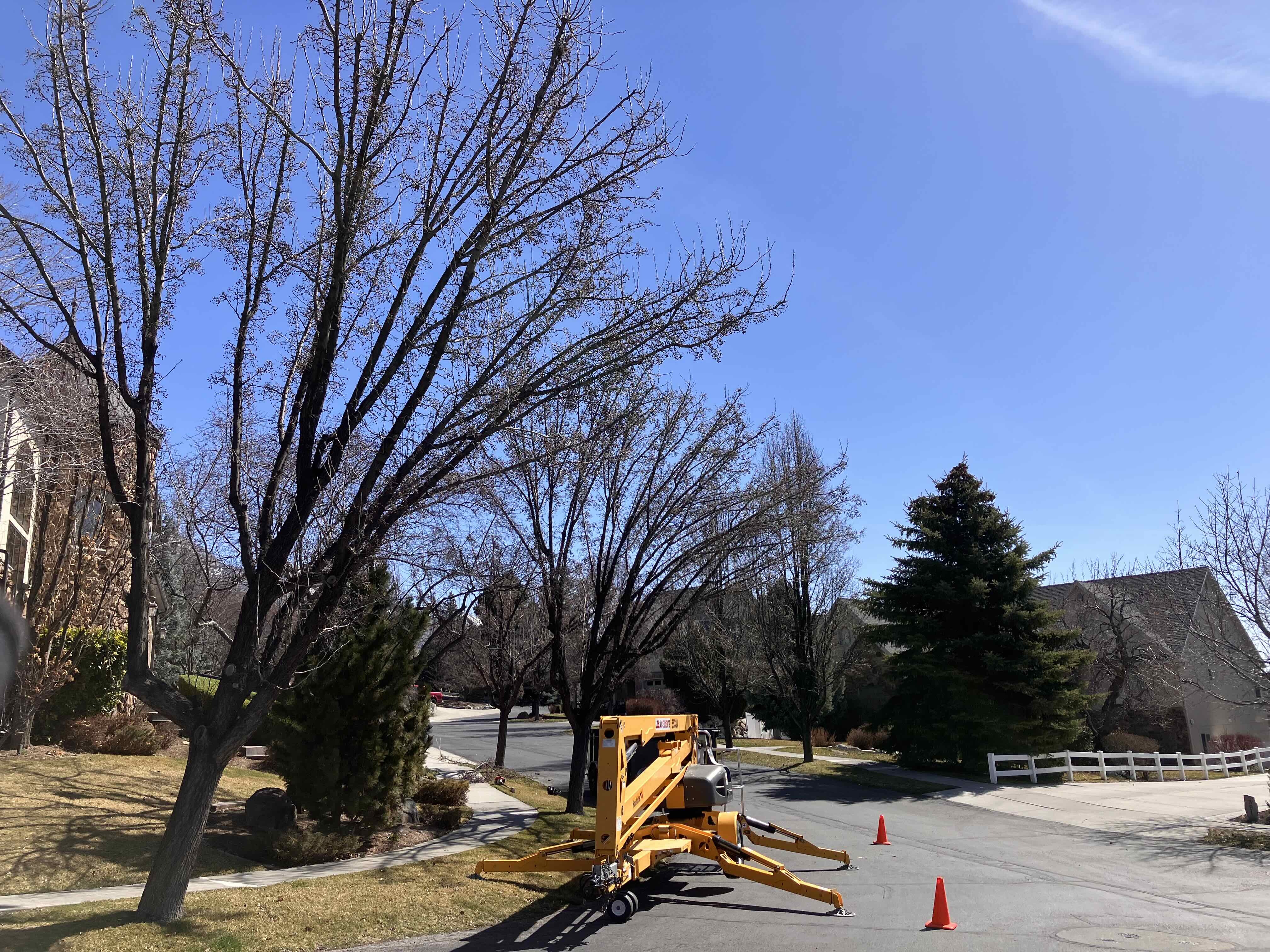 Pleasant Grove tree removal and tree trimming services by Go and Grow Tree Co. with affordable tree removal and stump grinding