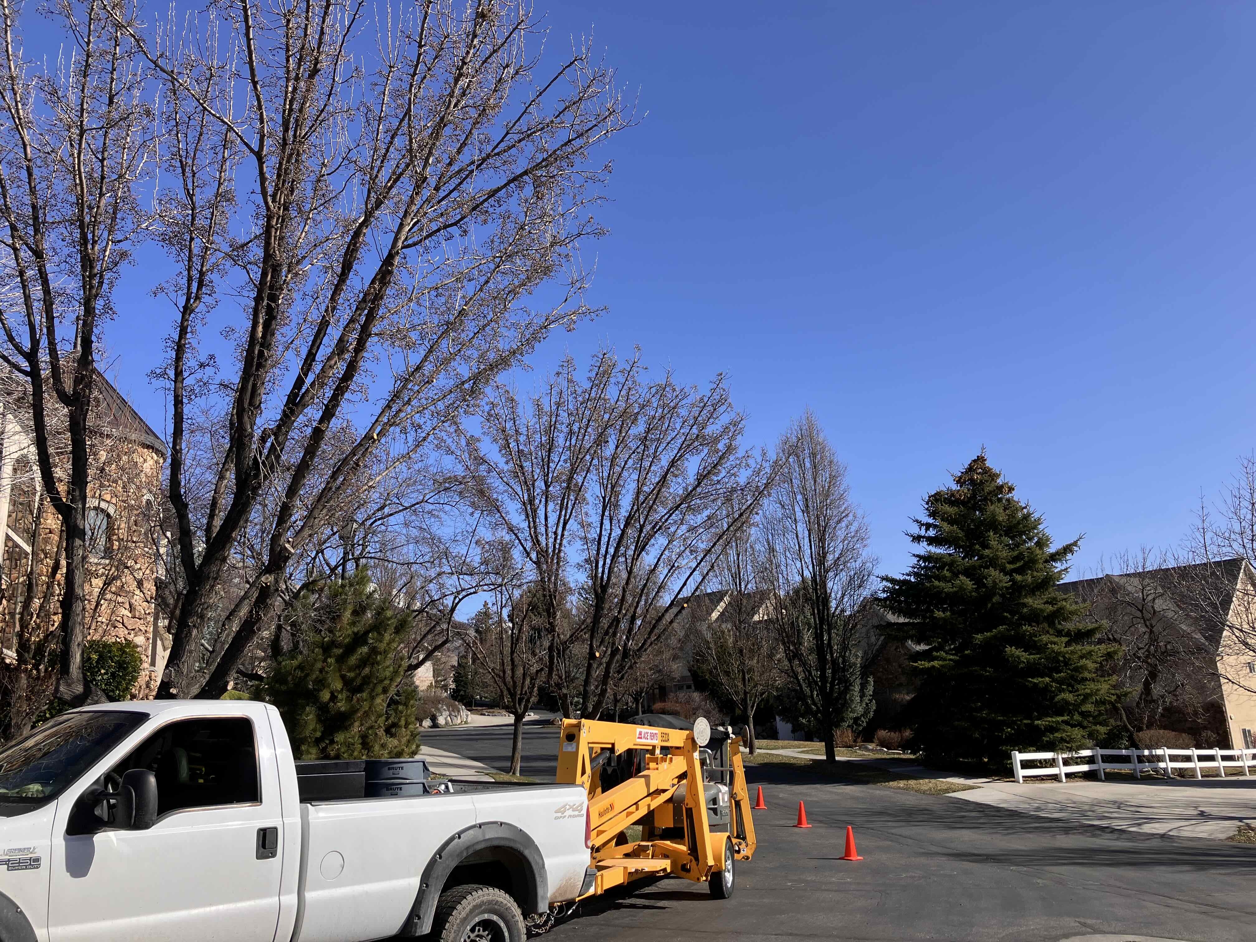 Tree trimming services in Pleasant Grove by Go and Grow Tree Co. with focus on affordable tree removal and stump grinding