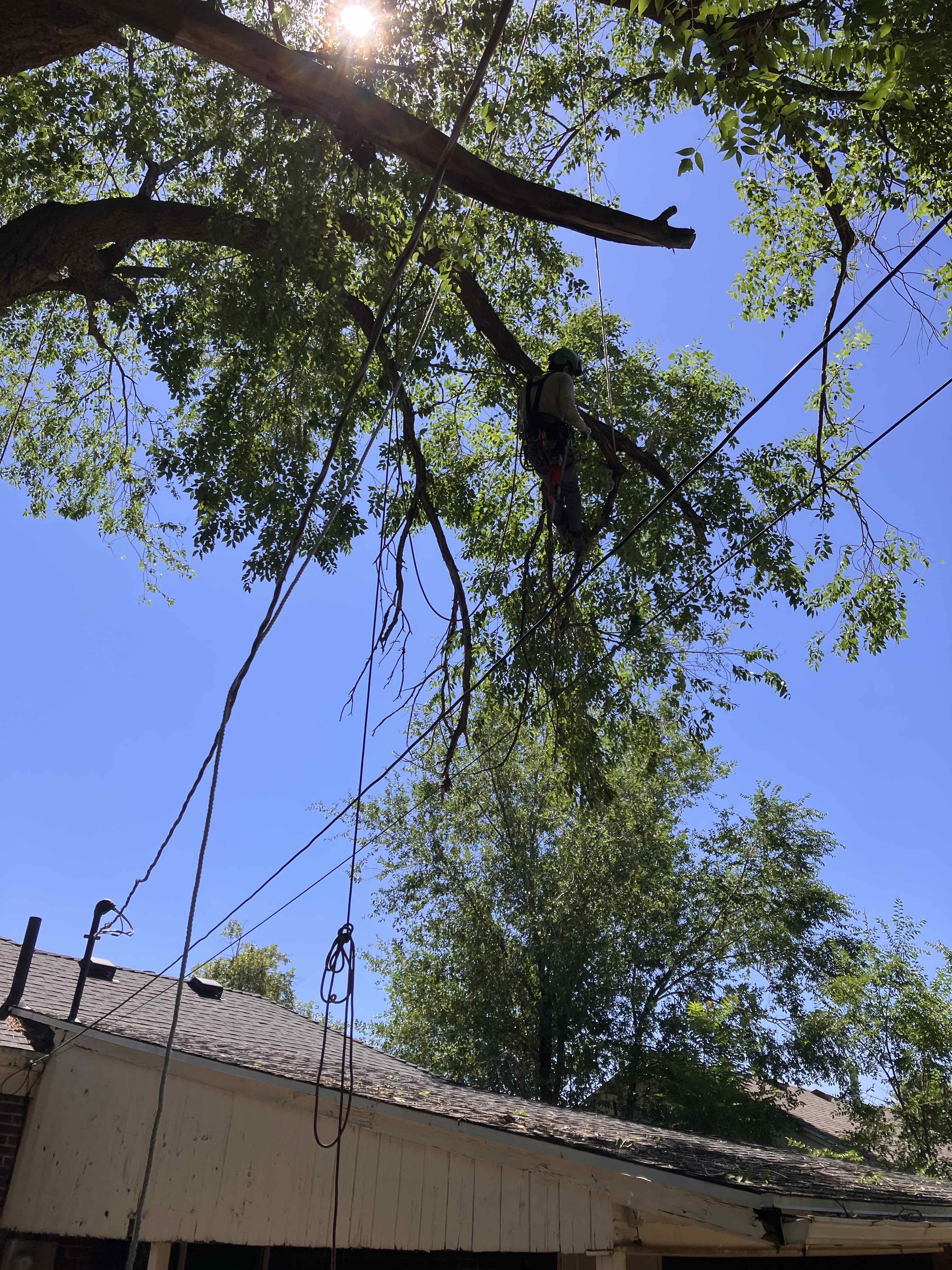 Salt Lake City Utah County Tree Removal Tree Trimming Services Safe Tree Removal Affordable Tree Removal Stump Grinding Stump Removal
