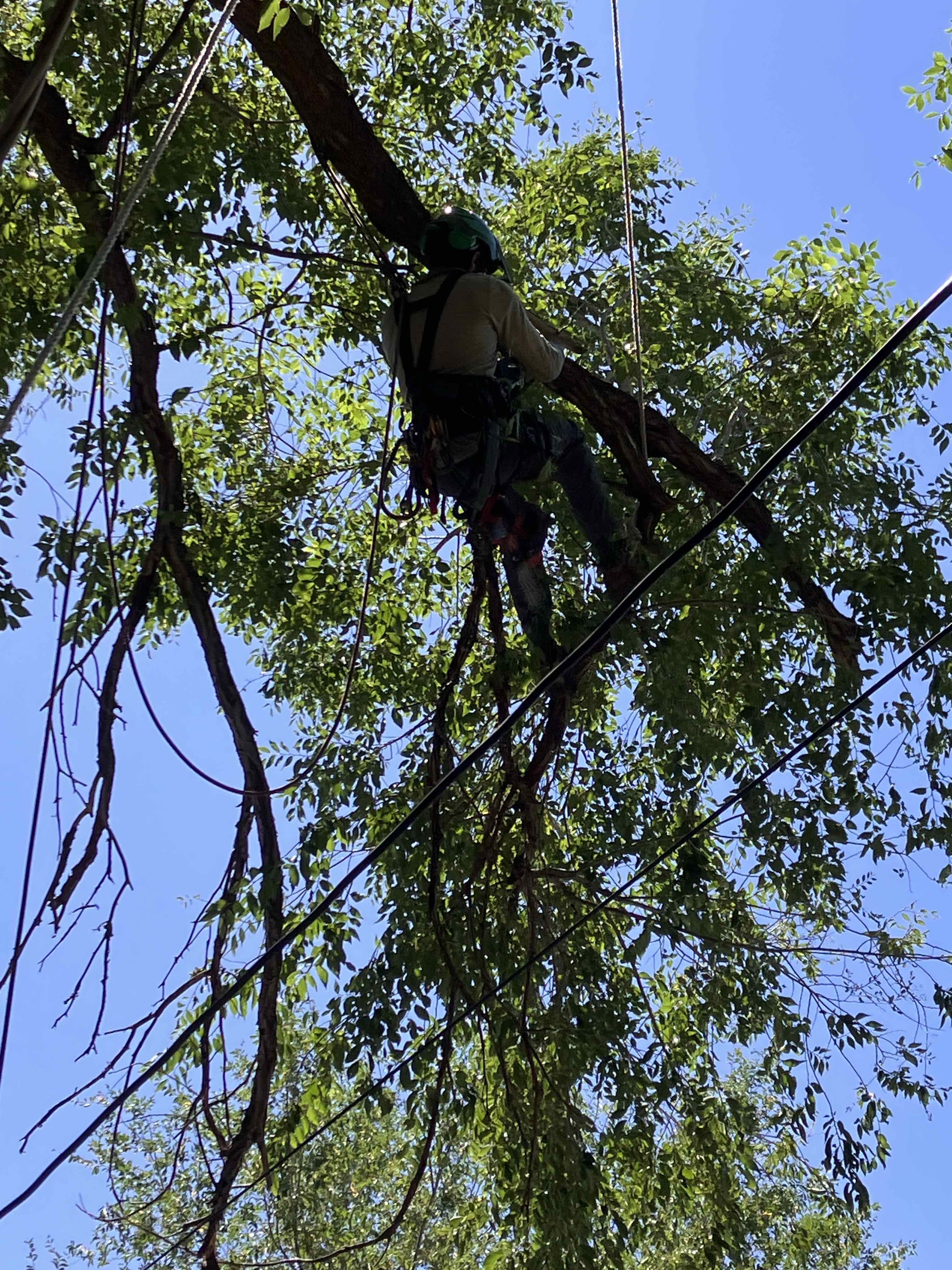 Salt Lake City Utah County Tree Removal Tree Trimming Services Safe Tree Removal Affordable Tree Removal Stump Grinding Stump Removal