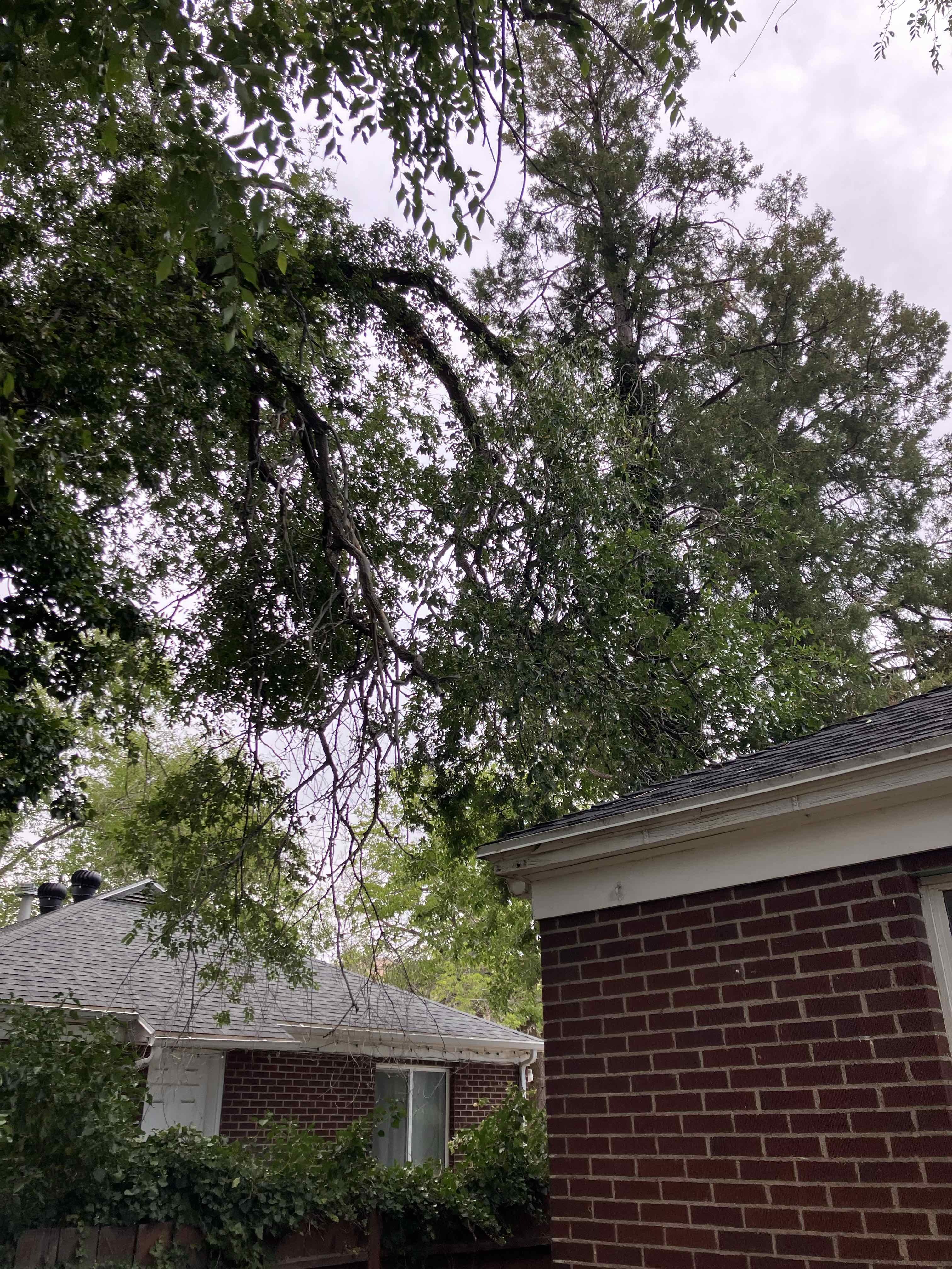 Salt Lake City Utah County Tree Removal Tree Trimming Services Safe Tree Removal Affordable Tree Removal Stump Grinding Stump Removal