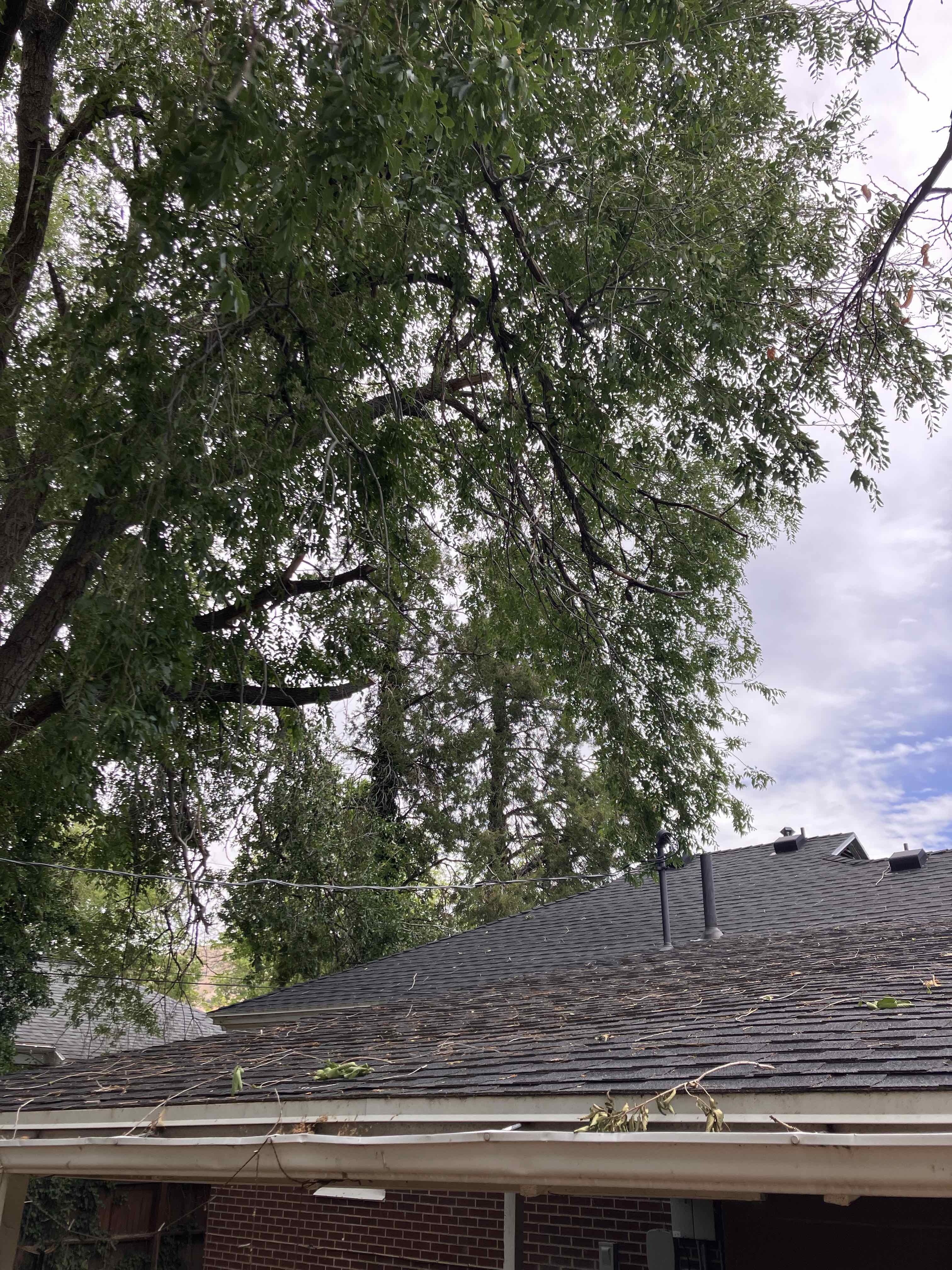 Salt Lake City Utah County Tree Removal Tree Trimming Services Safe Tree Removal Affordable Tree Removal Stump Grinding Stump Removal