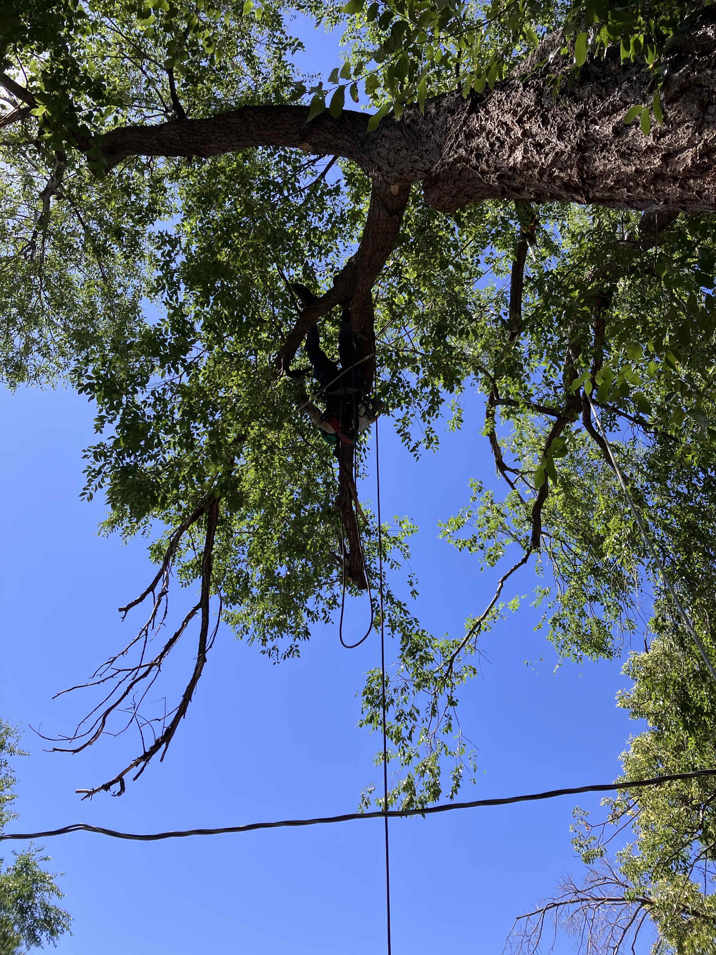 Salt Lake City Utah County Tree Removal Tree Trimming Services Safe Tree Removal Affordable Tree Removal Stump Grinding Stump Removal
