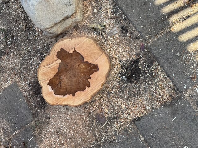 Salt Lake City, UT stump removal and stump grinding service by Stump X