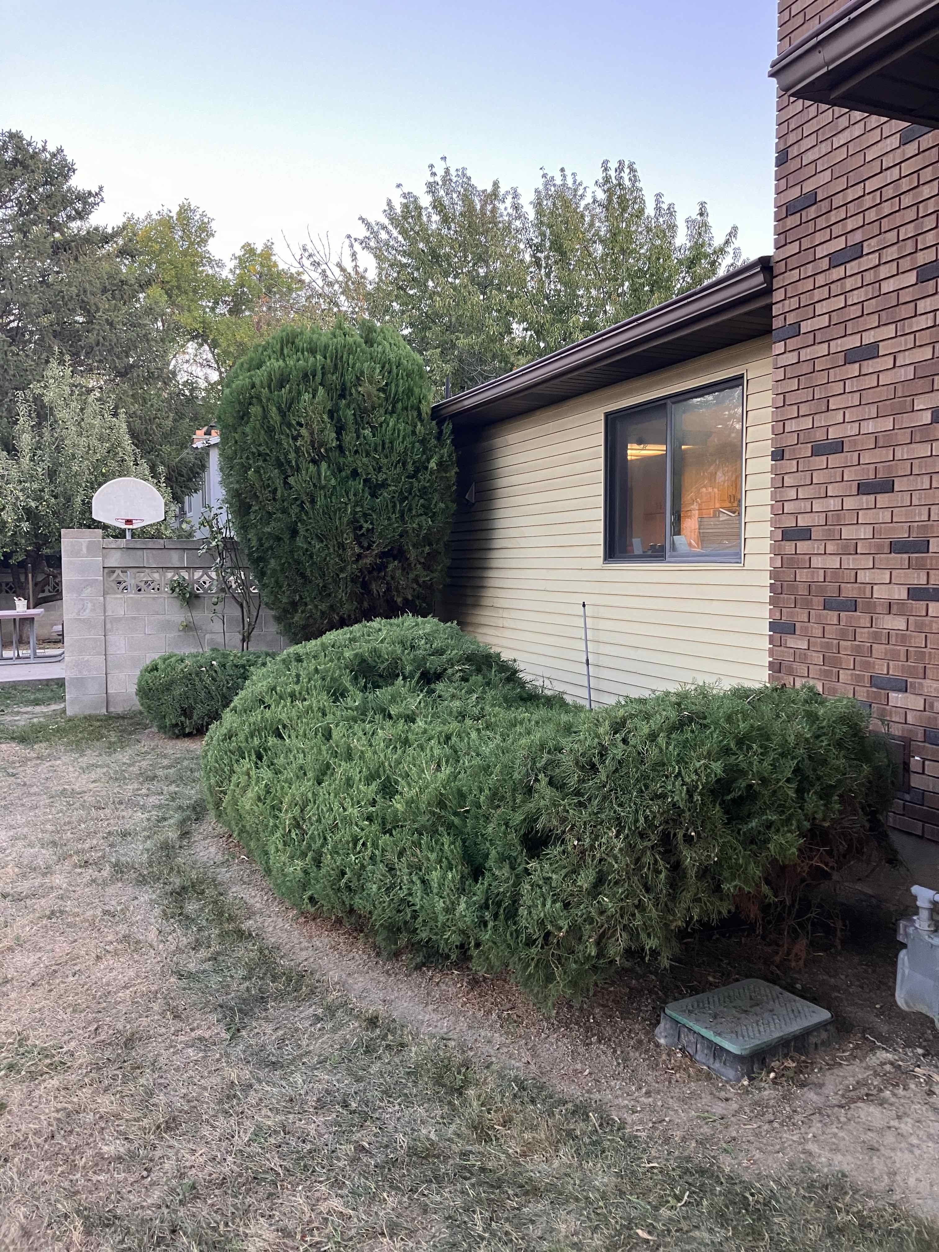 Sandy tree trimming services by Go and Grow Tree Co.