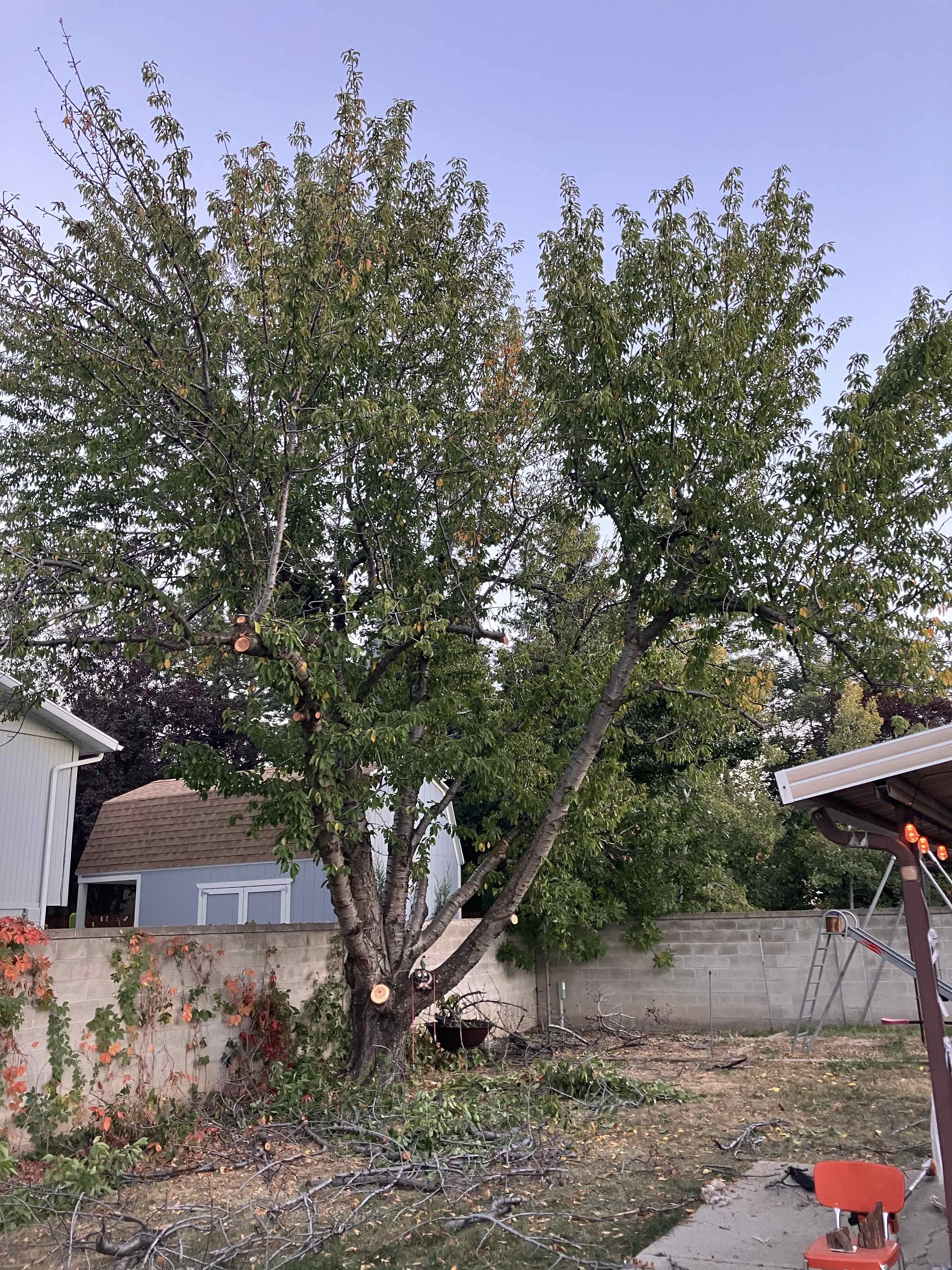 Sandy tree trimming services by Go and Grow Tree Co.