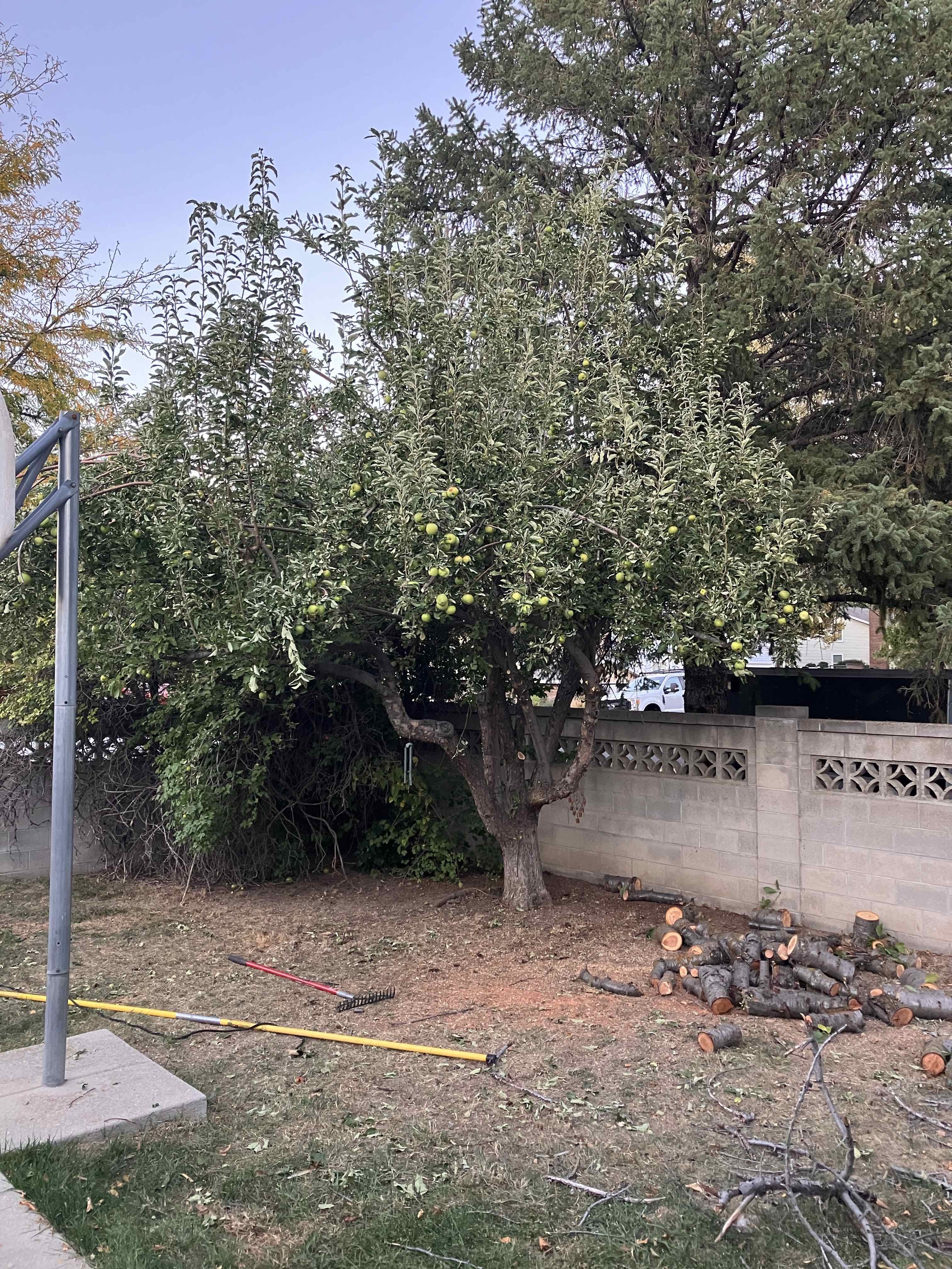 Sandy tree trimming services by Go and Grow Tree Co.