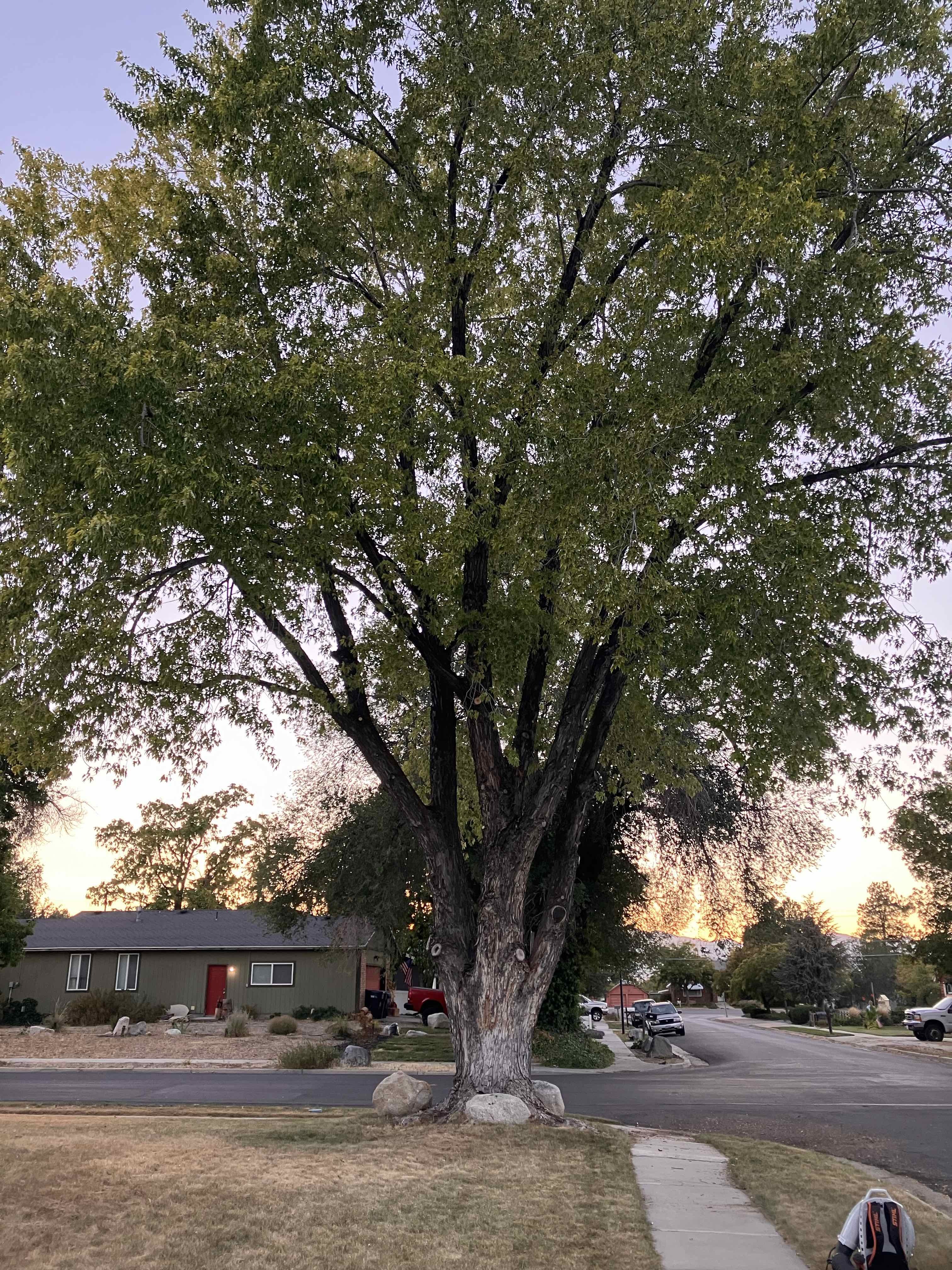 Sandy tree trimming services by Go and Grow Tree Co.