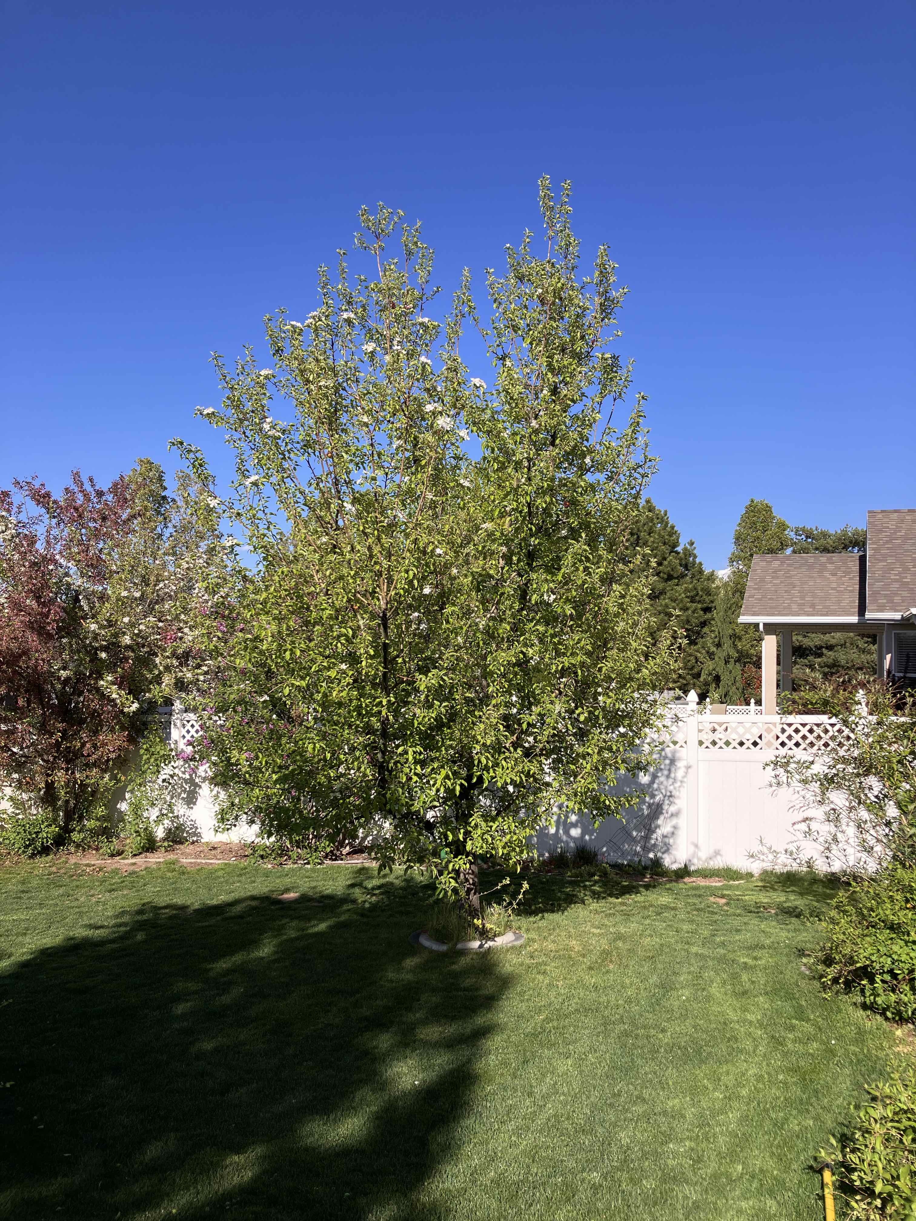 Affordable tree removal in South Jordan, UT