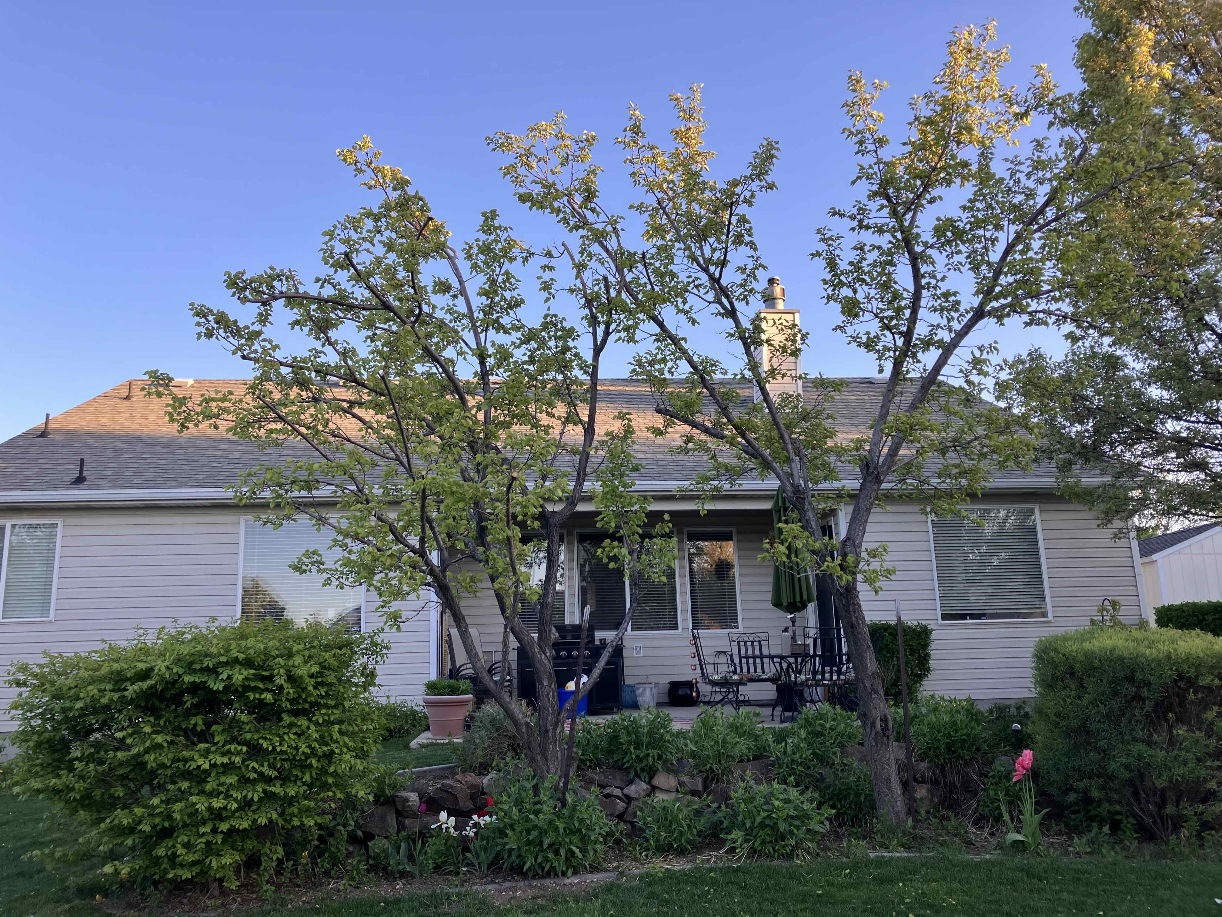 Tree trimming services that revitalize South Jordan yards