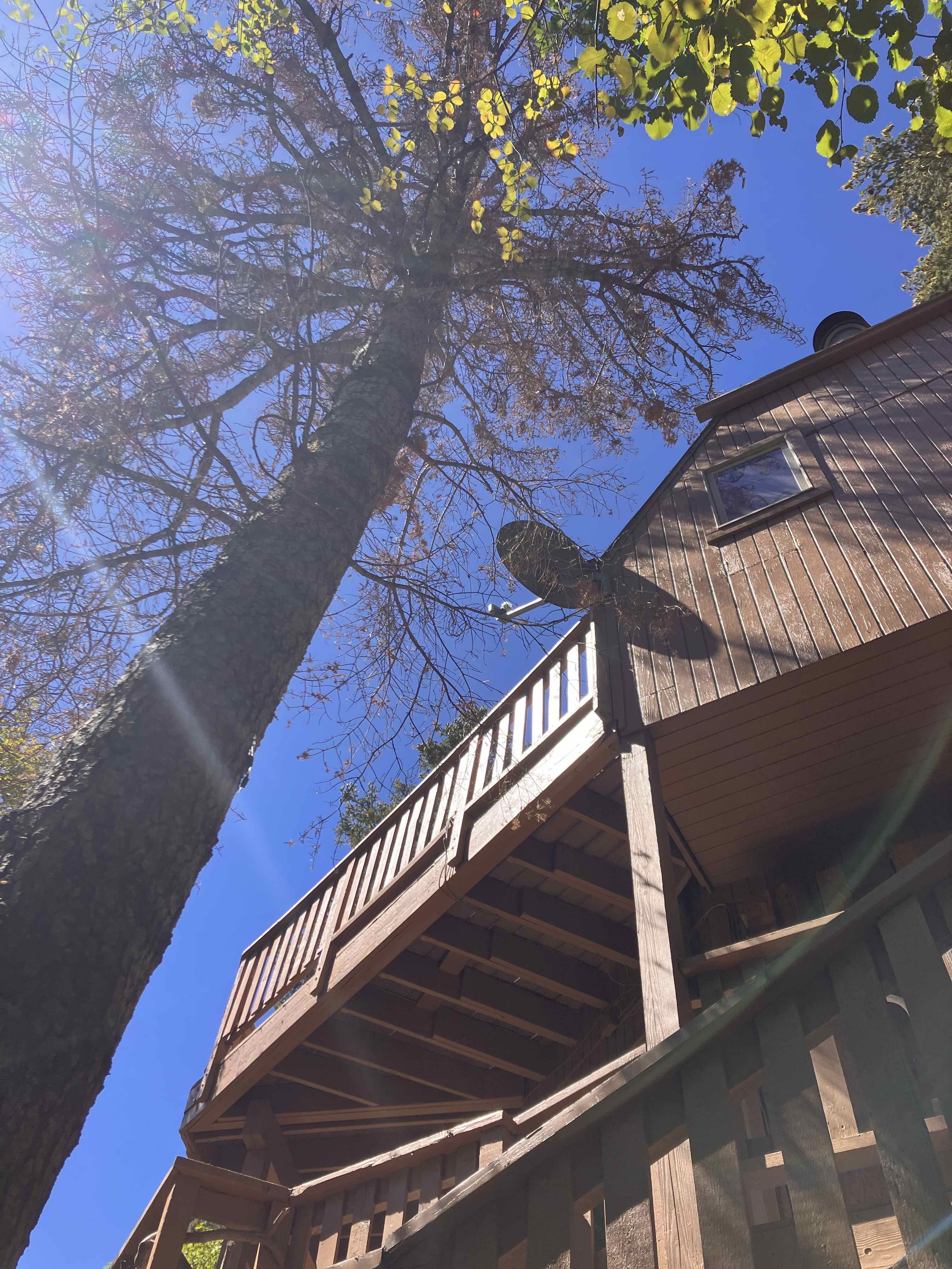 Sundance Utah County Tree Removal, Tree Trimming Services, Safe Tree Removal, Affordable Tree Removal, Stump Grinding, Stump Removal