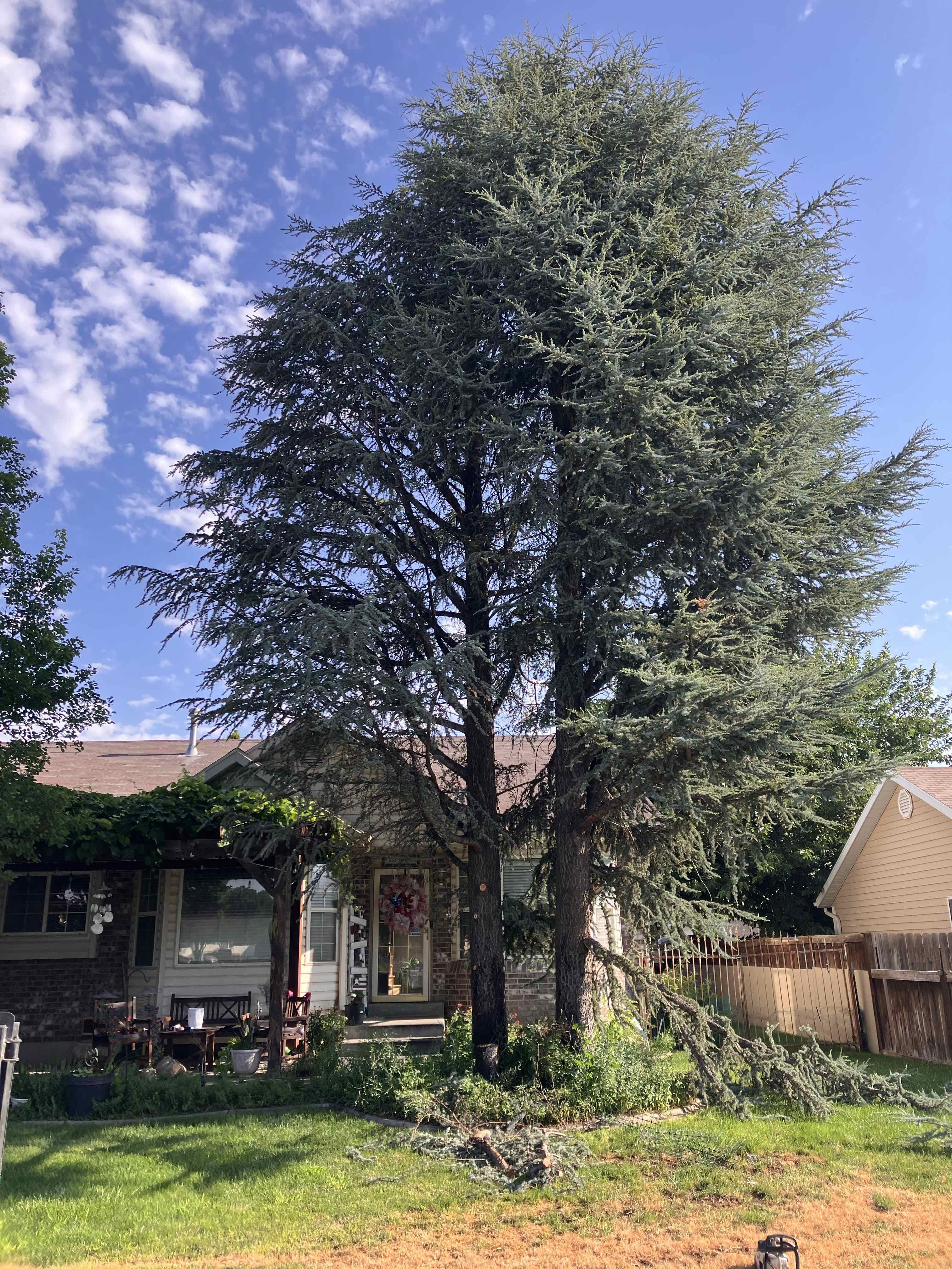 West Jordan Utah County Tree Removal Tree Trimming Services Safe Tree Removal Affordable Tree Removal Stump Grinding Stump Removal