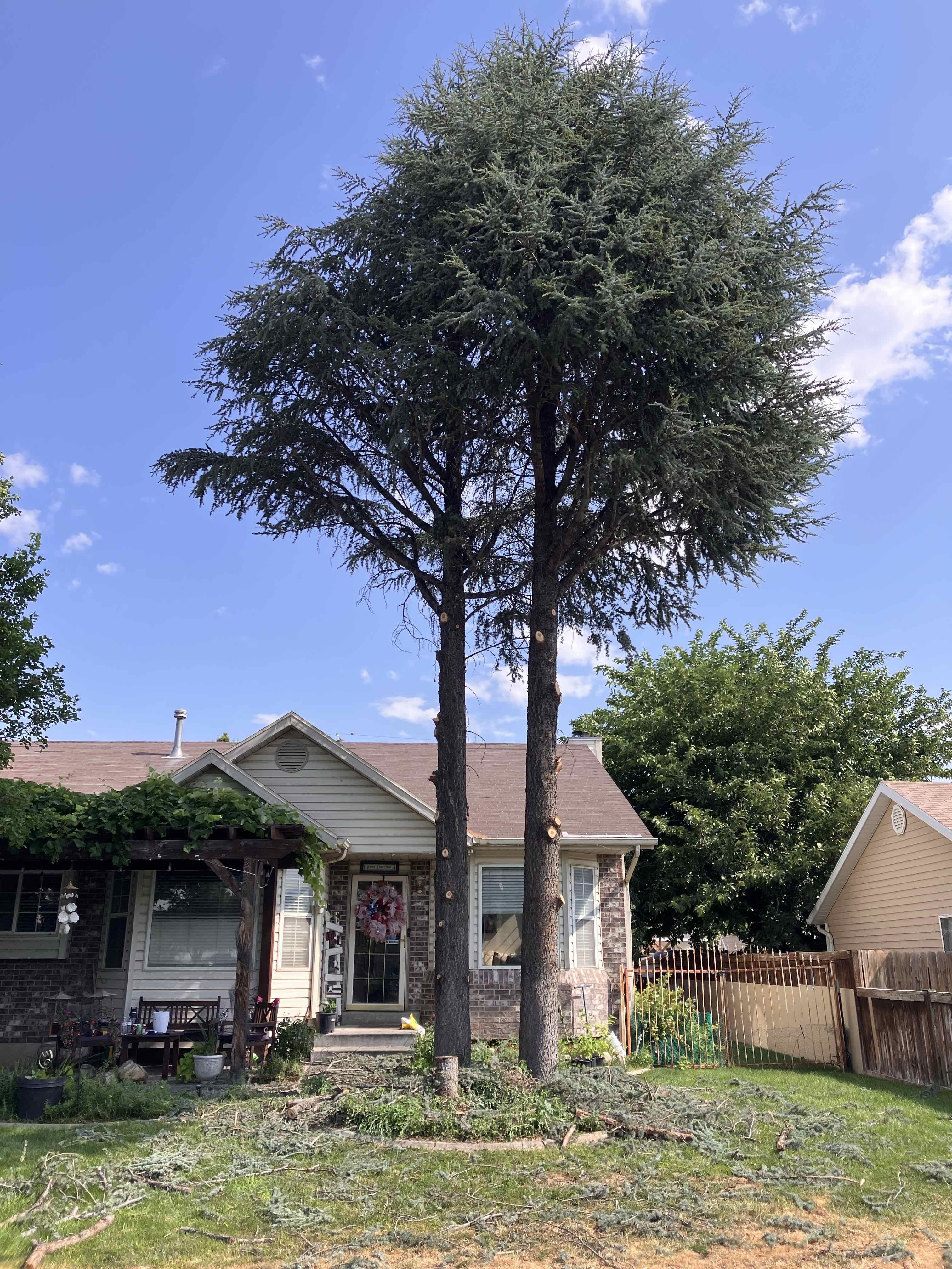West Jordan Utah County Tree Removal Tree Trimming Services Safe Tree Removal Affordable Tree Removal Stump Grinding Stump Removal