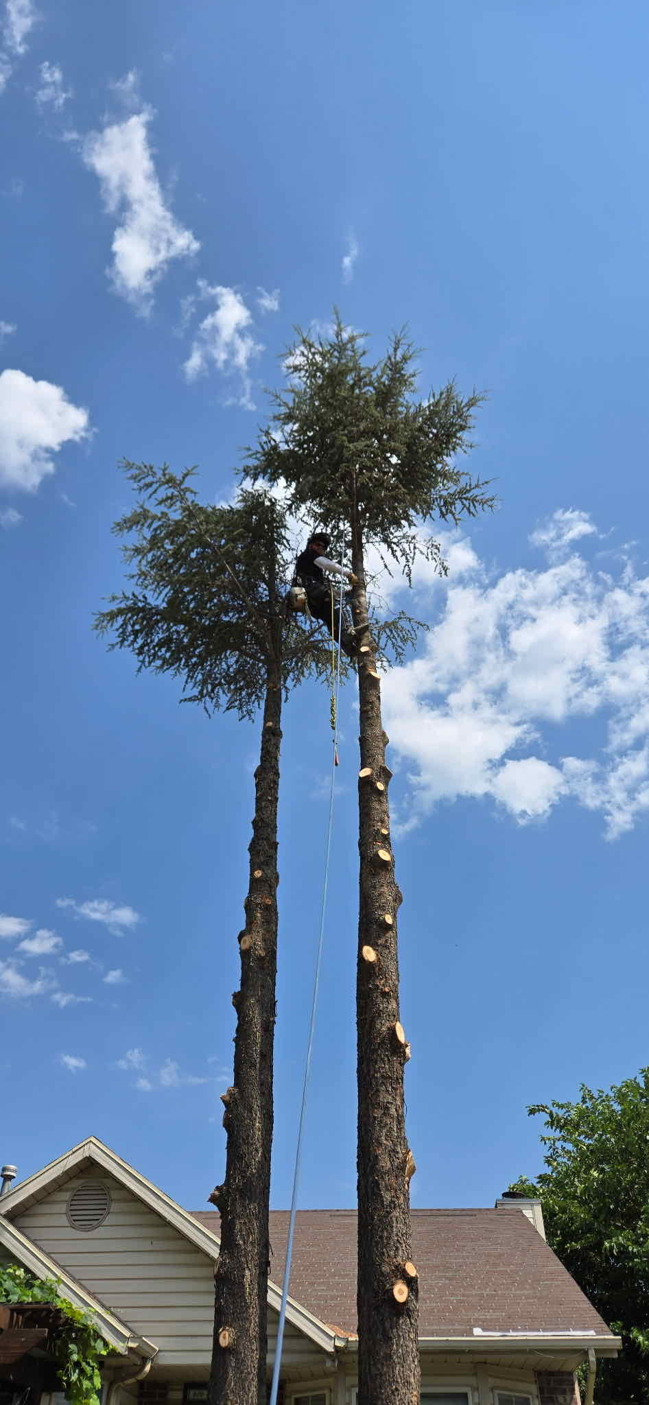 West Jordan Utah County Tree Removal Tree Trimming Services Safe Tree Removal Affordable Tree Removal Stump Grinding Stump Removal